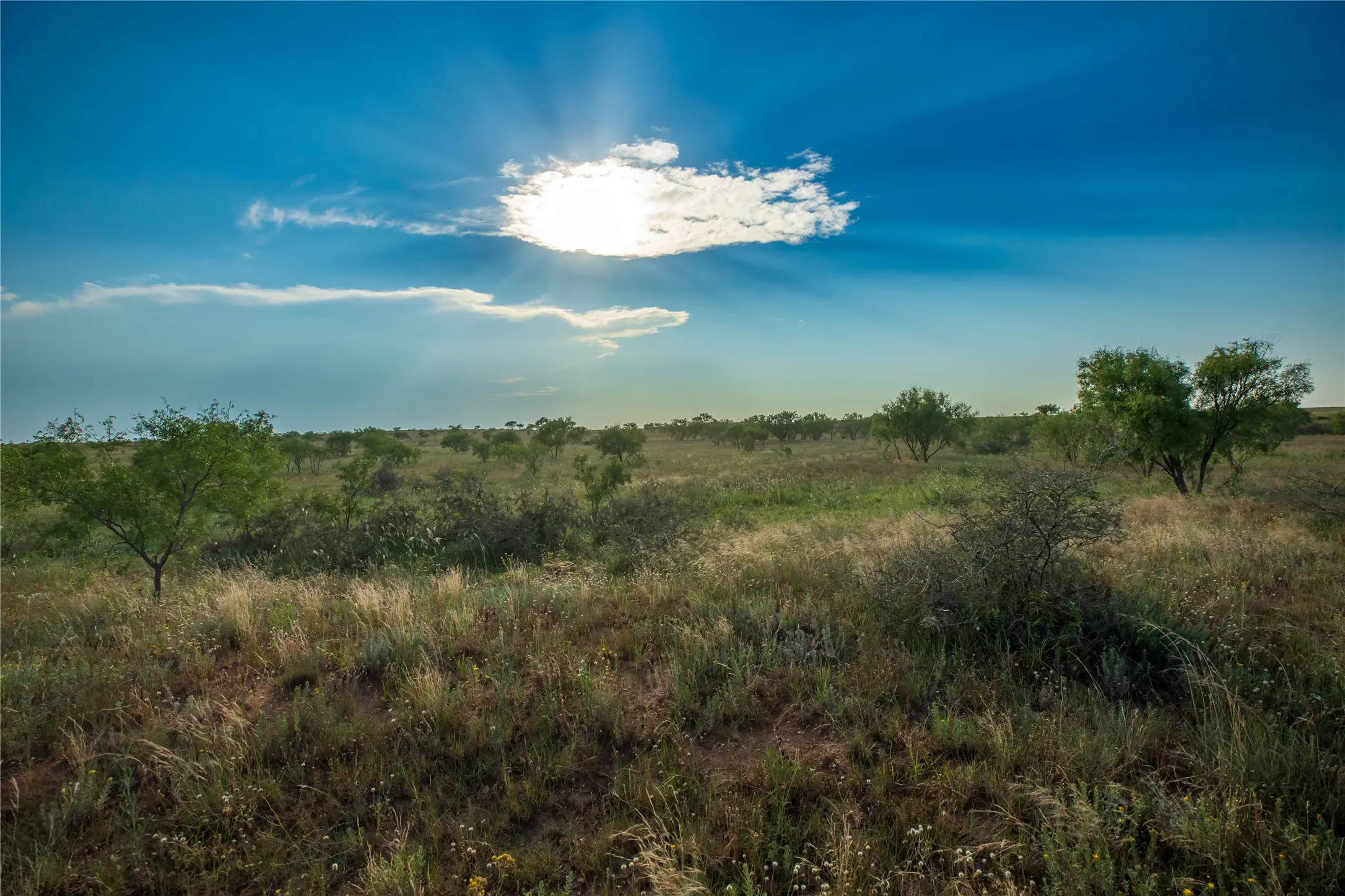 Ranch For Sale in Mitchell County , TBD County Road 458, Colorado City, Texas 79512, 0, 0, Garage spaces, 0 Sqft, built in 0, mls#21066447, Real Estate Agent in Colorado City, Homes For Sale in Mitchell county, Homes For Sale in Colorado City, Realtor in Colorado City Texas, Real Estate Brokerage Independent Realty Texas, Luminita Cordes Realtor