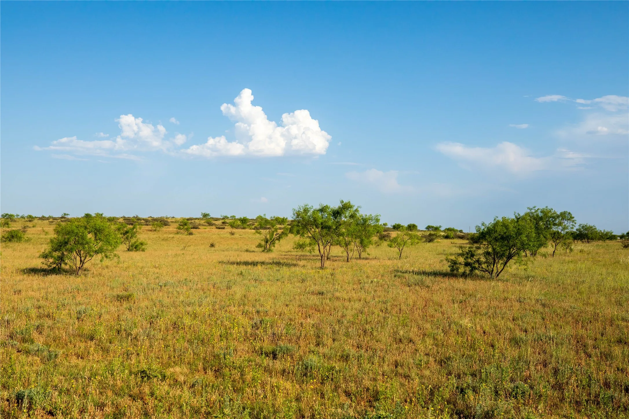 Ranch For Sale in Mitchell County , TBD County Road 458, Colorado City, Texas 79512, 0, 0, Garage spaces, 0 Sqft, built in 0, mls#21066447, Real Estate Agent in Colorado City, Homes For Sale in Mitchell county, Homes For Sale in Colorado City, Realtor in Colorado City Texas, Real Estate Brokerage Independent Realty Texas, Luminita Cordes Realtor