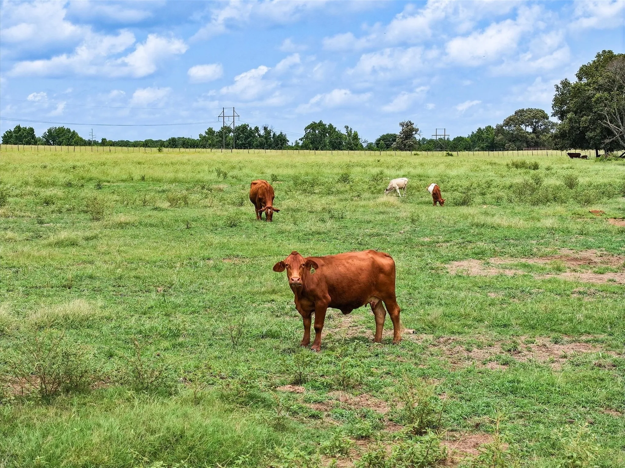 Unimproved Land For Sale in Cherokee County , Tract 2 FM 855, Jacksonville, Texas 75766, 0, 0, Garage spaces, 0 Sqft, built in 0, Price $250,000, mls#21061874, Real Estate Agent in Jacksonville, Homes For Sale in Cherokee county, Homes For Sale in Jacksonville, Realtor in Jacksonville Texas, Real Estate Brokerage Independent Realty Texas, Luminita Cordes Realtor