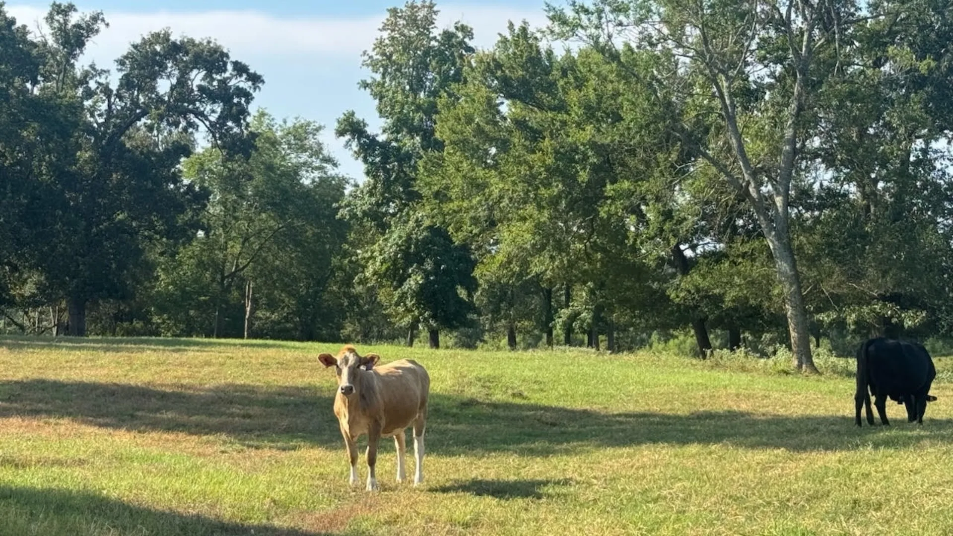 Farm For Sale in Franklin (TX) County , 768 County Road 2220, Talco, Texas 75487, 4 Bedroom, 3 Bathroom, 2 Garage spaces, 2,280 Sqft, built in 2012, mls#21068244, Real Estate Agent in Talco, Homes For Sale in Franklin (TX) county, Homes For Sale in Talco, Realtor in Talco Texas, Real Estate Brokerage Independent Realty Texas, Luminita Cordes Realtor