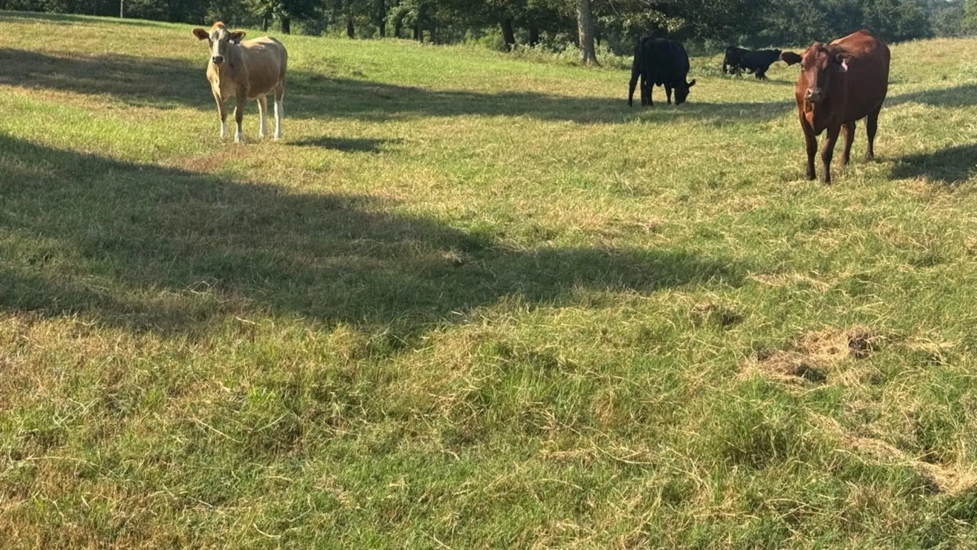 Farm For Sale in Franklin (TX) County , 768 County Road 2220, Talco, Texas 75487, 4 Bedroom, 3 Bathroom, 2 Garage spaces, 2,280 Sqft, built in 2012, mls#21068244, Real Estate Agent in Talco, Homes For Sale in Franklin (TX) county, Homes For Sale in Talco, Realtor in Talco Texas, Real Estate Brokerage Independent Realty Texas, Luminita Cordes Realtor