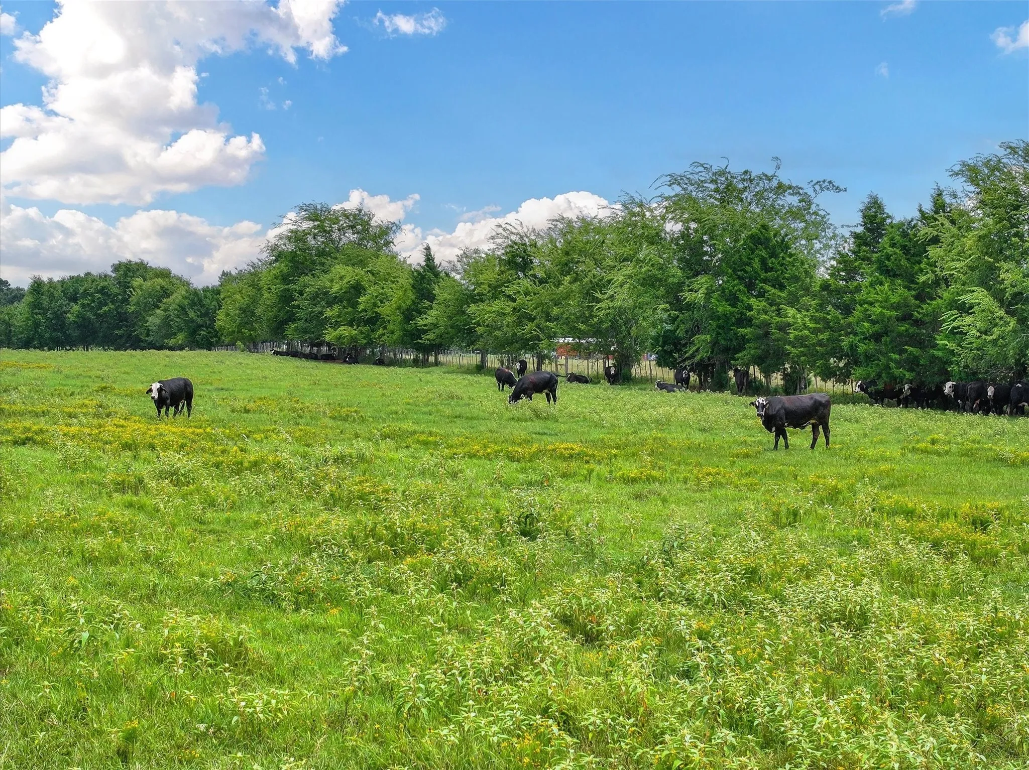 Unimproved Land For Sale in Cherokee County , Tract 4 FM 855, Jacksonville, Texas 75766, 0, 0, Garage spaces, 0 Sqft, built in 0, mls#21061911, Real Estate Agent in Jacksonville, Homes For Sale in Cherokee county, Homes For Sale in Jacksonville, Realtor in Jacksonville Texas, Real Estate Brokerage Independent Realty Texas, Luminita Cordes Realtor