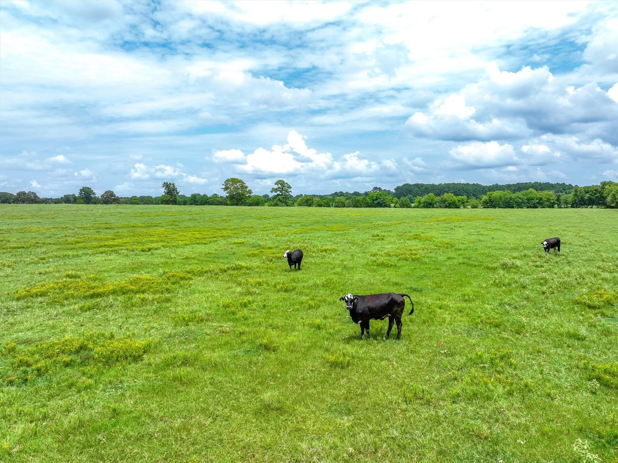 Unimproved Land For Sale in Cherokee County , Tract 6 FM 855, Jacksonville, Texas 75766, 0, 0, Garage spaces, 0 Sqft, built in 0, mls#21061940, Real Estate Agent in Jacksonville, Homes For Sale in Cherokee county, Homes For Sale in Jacksonville, Realtor in Jacksonville Texas, Real Estate Brokerage Independent Realty Texas, Luminita Cordes Realtor