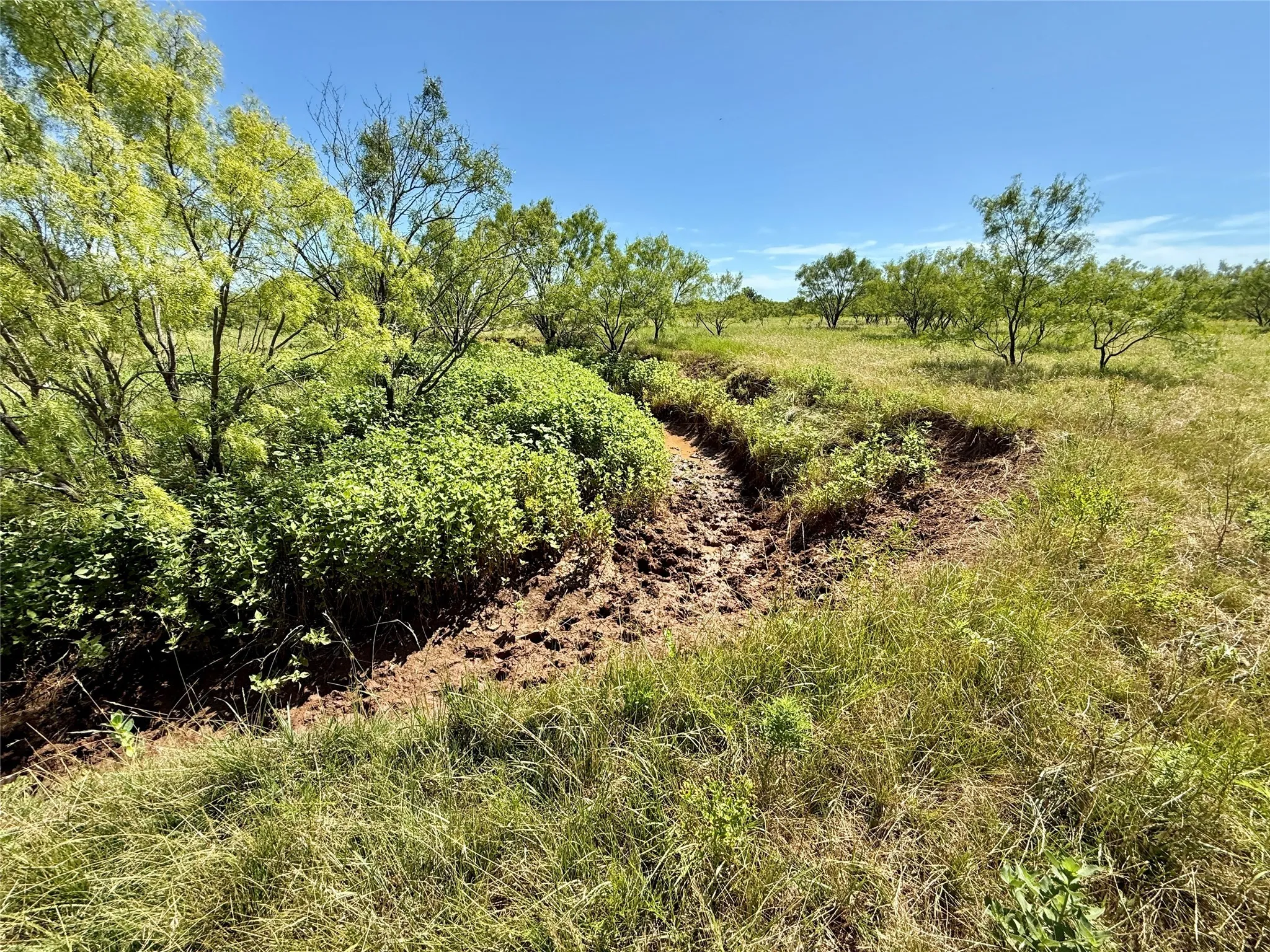 Unimproved Land For Sale in Brown County , TBD County Road 121, Cross Plains, Texas 76443, 0, 0, Garage spaces, 0 Sqft, built in 0, mls#21071877, Real Estate Agent in Cross Plains, Homes For Sale in Brown county, Homes For Sale in Cross Plains, Realtor in Cross Plains Texas, Real Estate Brokerage Independent Realty Texas, Luminita Cordes Realtor
