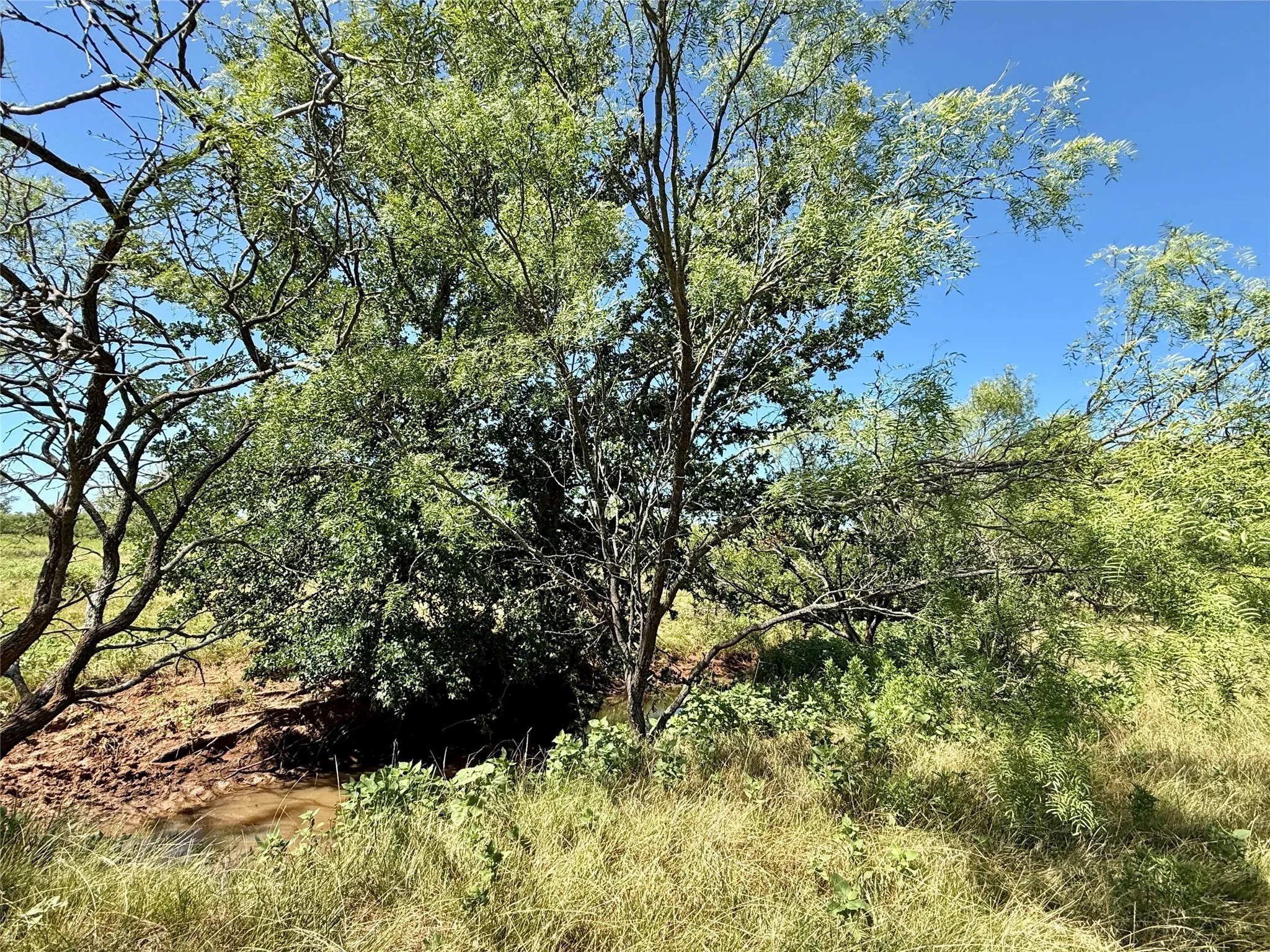 Unimproved Land For Sale in Brown County , TBD County Road 121, Cross Plains, Texas 76443, 0, 0, Garage spaces, 0 Sqft, built in 0, mls#21071877, Real Estate Agent in Cross Plains, Homes For Sale in Brown county, Homes For Sale in Cross Plains, Realtor in Cross Plains Texas, Real Estate Brokerage Independent Realty Texas, Luminita Cordes Realtor