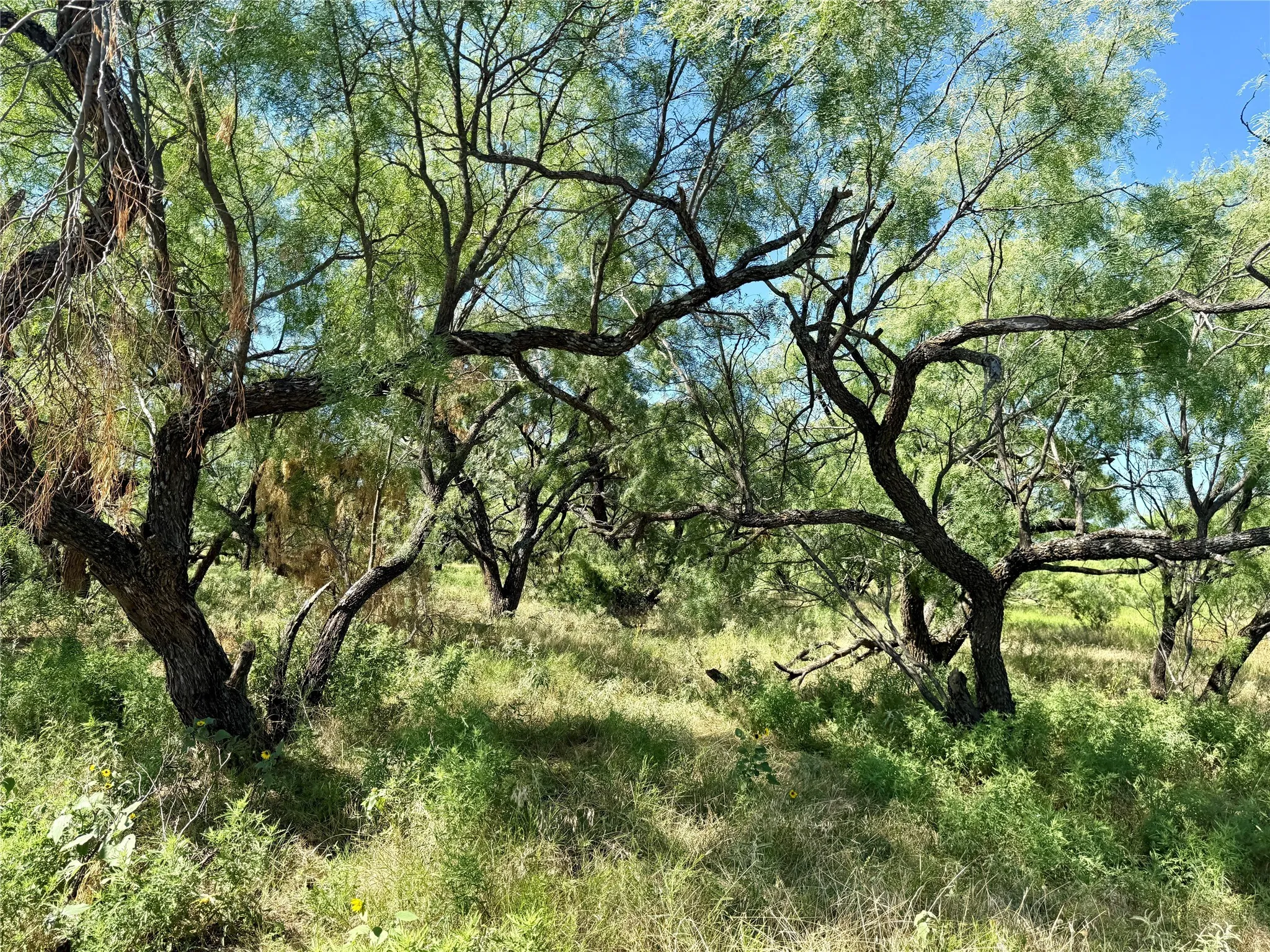 Unimproved Land For Sale in Brown County , TBD County Road 121, Cross Plains, Texas 76443, 0, 0, Garage spaces, 0 Sqft, built in 0, mls#21071877, Real Estate Agent in Cross Plains, Homes For Sale in Brown county, Homes For Sale in Cross Plains, Realtor in Cross Plains Texas, Real Estate Brokerage Independent Realty Texas, Luminita Cordes Realtor