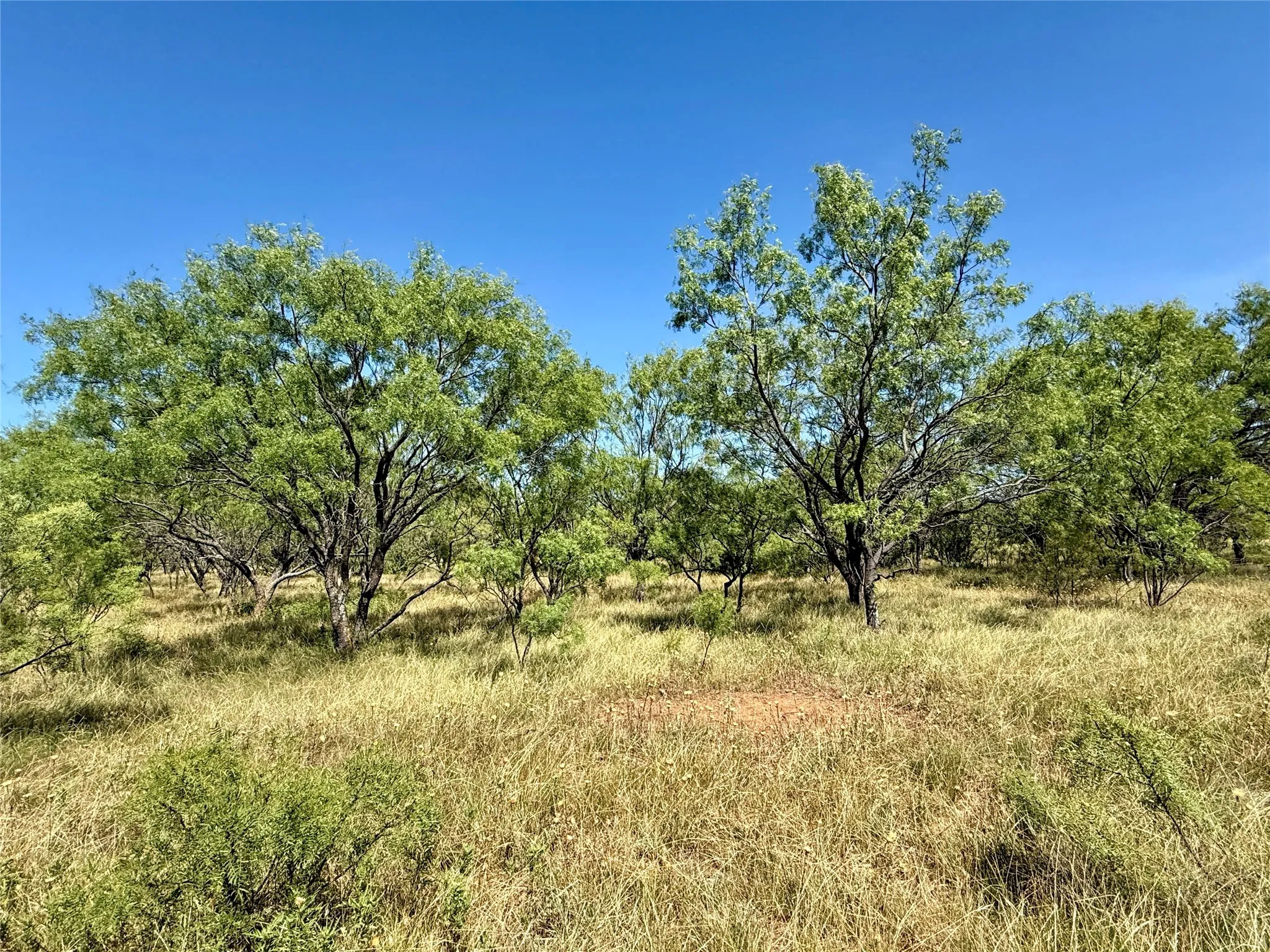 Unimproved Land For Sale in Brown County , TBD County Road 121, Cross Plains, Texas 76443, 0, 0, Garage spaces, 0 Sqft, built in 0, mls#21071877, Real Estate Agent in Cross Plains, Homes For Sale in Brown county, Homes For Sale in Cross Plains, Realtor in Cross Plains Texas, Real Estate Brokerage Independent Realty Texas, Luminita Cordes Realtor