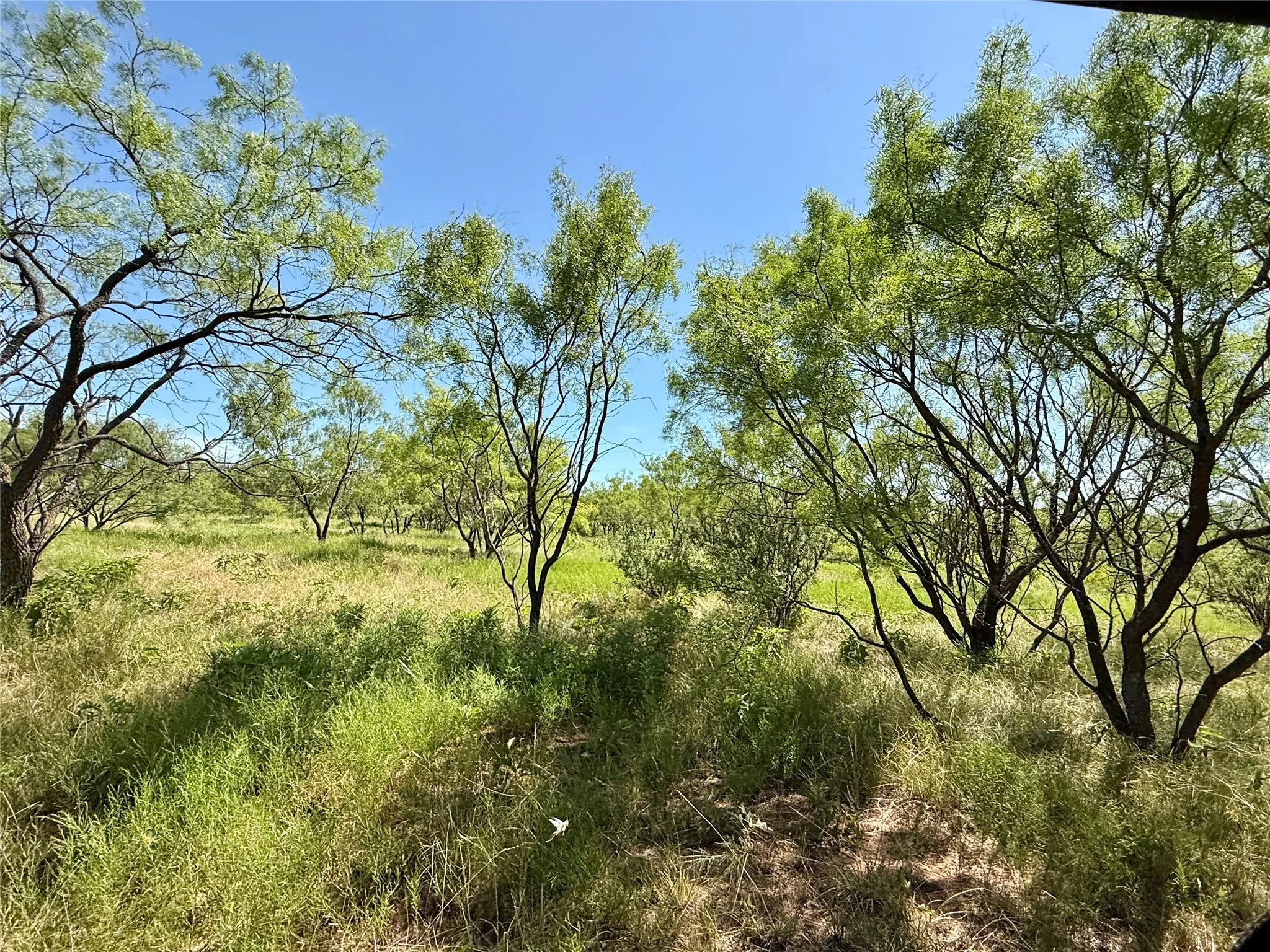 Unimproved Land For Sale in Brown County , TBD County Road 121, Cross Plains, Texas 76443, 0, 0, Garage spaces, 0 Sqft, built in 0, mls#21071877, Real Estate Agent in Cross Plains, Homes For Sale in Brown county, Homes For Sale in Cross Plains, Realtor in Cross Plains Texas, Real Estate Brokerage Independent Realty Texas, Luminita Cordes Realtor