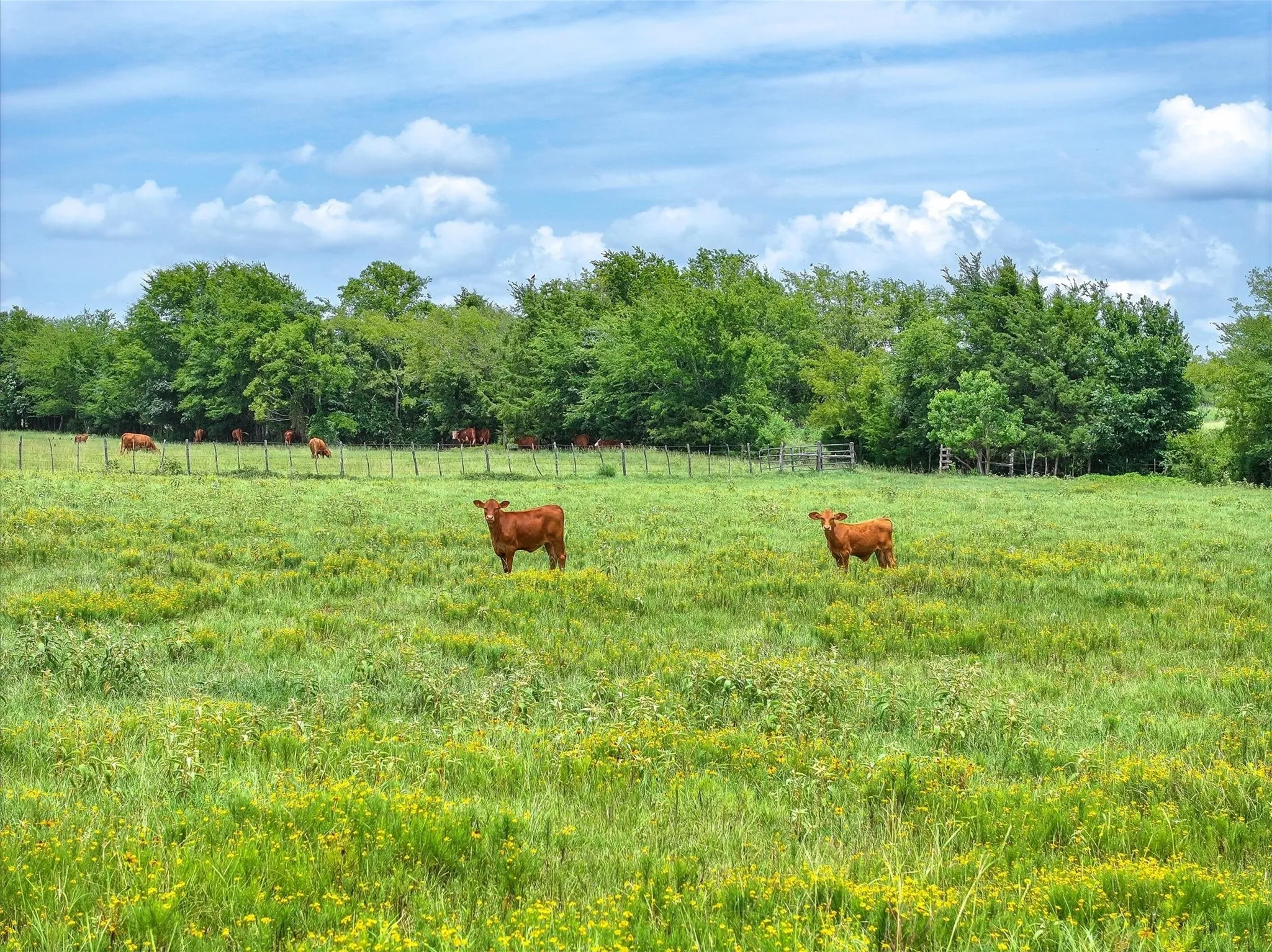 Unimproved Land For Sale in Cherokee County , Tract 9 County Road 3415, Jacksonville, Texas 75766, 0, 0, Garage spaces, 0 Sqft, built in 0, Price $125,000, mls#21061971, Real Estate Agent in Jacksonville, Homes For Sale in Cherokee county, Homes For Sale in Jacksonville, Realtor in Jacksonville Texas, Real Estate Brokerage Independent Realty Texas, Luminita Cordes Realtor