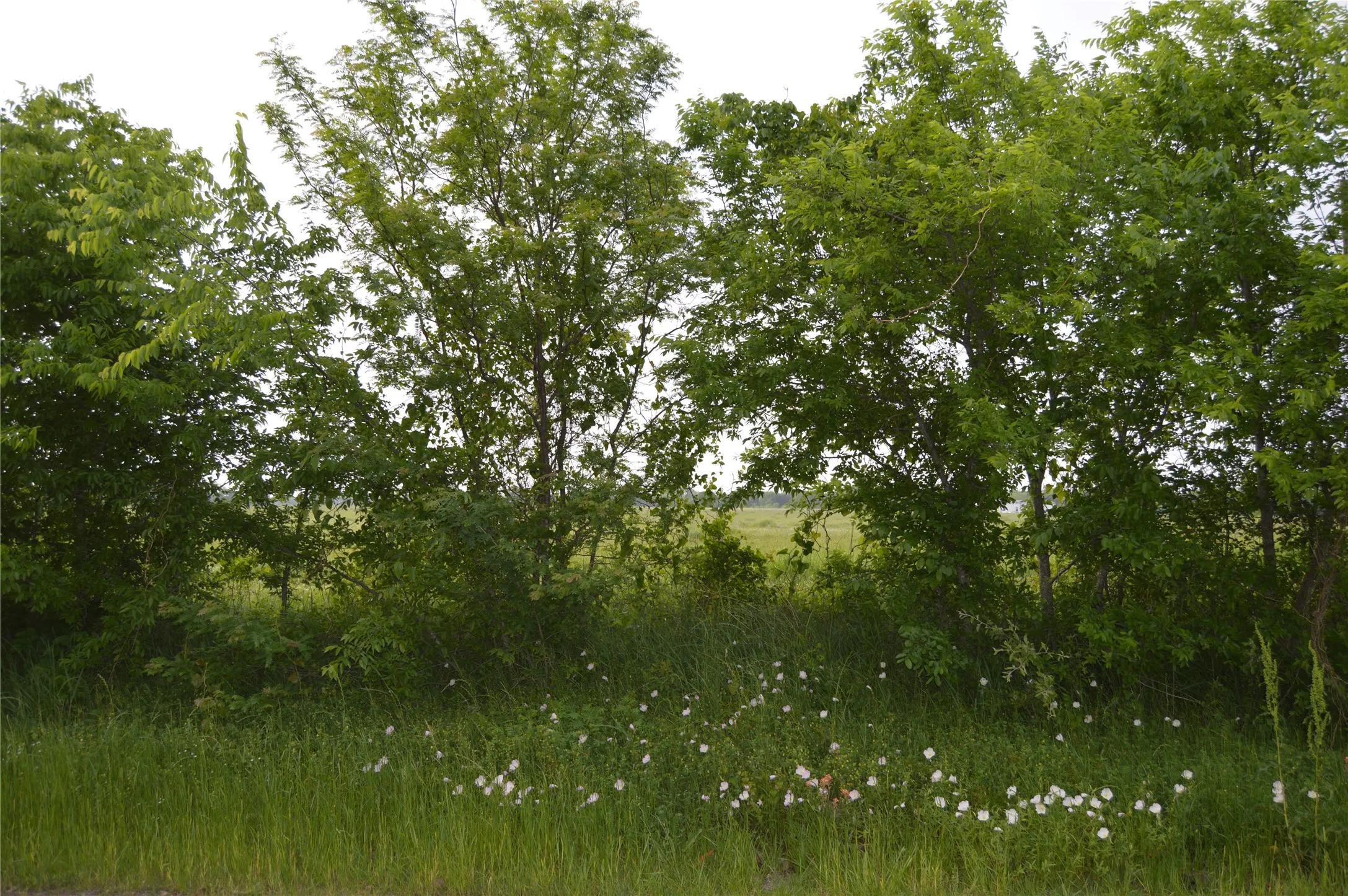 Unimproved Land For Sale in Rains County , TBD Lot 2 RS County Road 1520, Point, Texas 75472, 0, 0, Garage spaces, 0 Sqft, built in 0, Price $75,000, mls#21072600, Real Estate Agent in Point, Homes For Sale in Rains county, Homes For Sale in Point, Realtor in Point Texas, Real Estate Brokerage Independent Realty Texas, Luminita Cordes Realtor