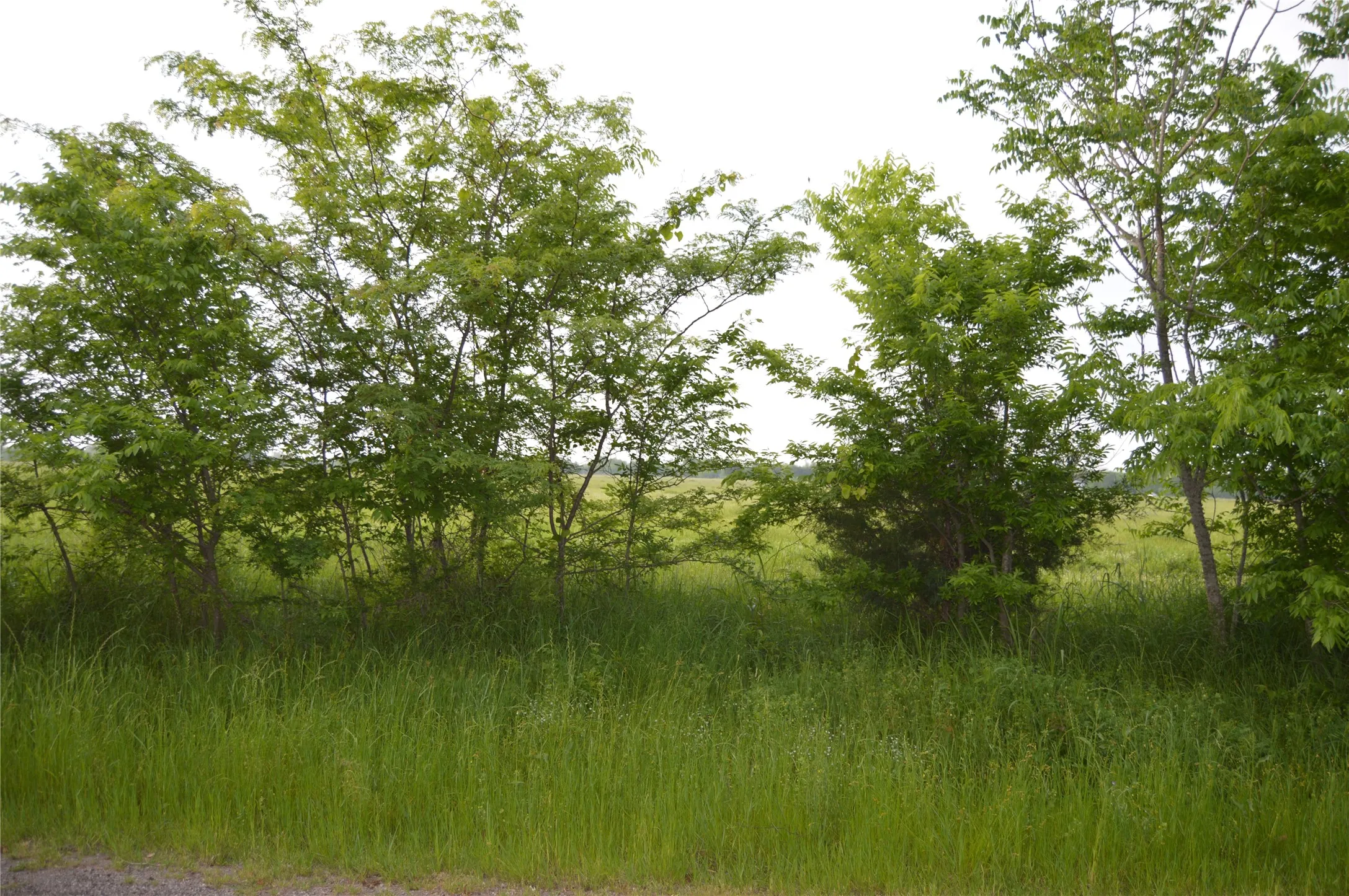 Unimproved Land For Sale in Rains County , TBD Lot 2 RS County Road 1520, Point, Texas 75472, 0, 0, Garage spaces, 0 Sqft, built in 0, Price $75,000, mls#21072600, Real Estate Agent in Point, Homes For Sale in Rains county, Homes For Sale in Point, Realtor in Point Texas, Real Estate Brokerage Independent Realty Texas, Luminita Cordes Realtor