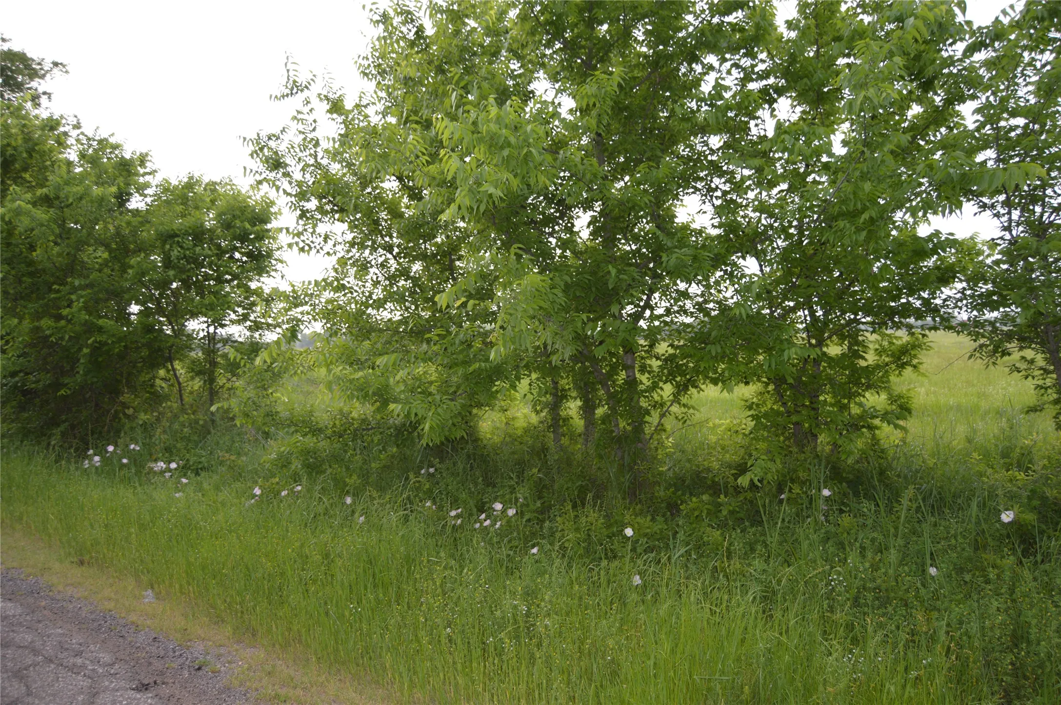 Unimproved Land For Sale in Rains County , TBD Lot 2 RS County Road 1520, Point, Texas 75472, 0, 0, Garage spaces, 0 Sqft, built in 0, Price $75,000, mls#21072600, Real Estate Agent in Point, Homes For Sale in Rains county, Homes For Sale in Point, Realtor in Point Texas, Real Estate Brokerage Independent Realty Texas, Luminita Cordes Realtor