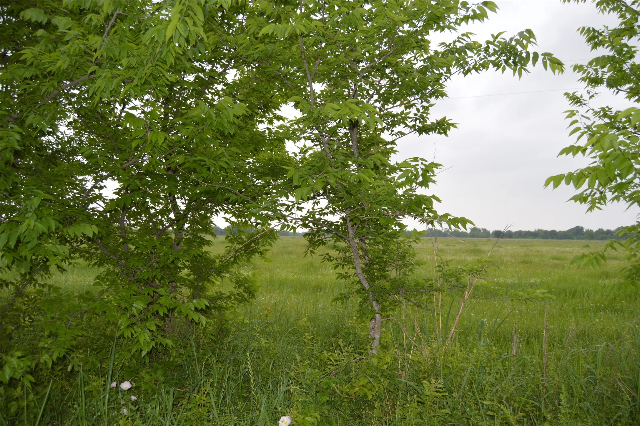 Unimproved Land For Sale in Rains County , TBD Lot 2 RS County Road 1520, Point, Texas 75472, 0, 0, Garage spaces, 0 Sqft, built in 0, Price $75,000, mls#21072600, Real Estate Agent in Point, Homes For Sale in Rains county, Homes For Sale in Point, Realtor in Point Texas, Real Estate Brokerage Independent Realty Texas, Luminita Cordes Realtor