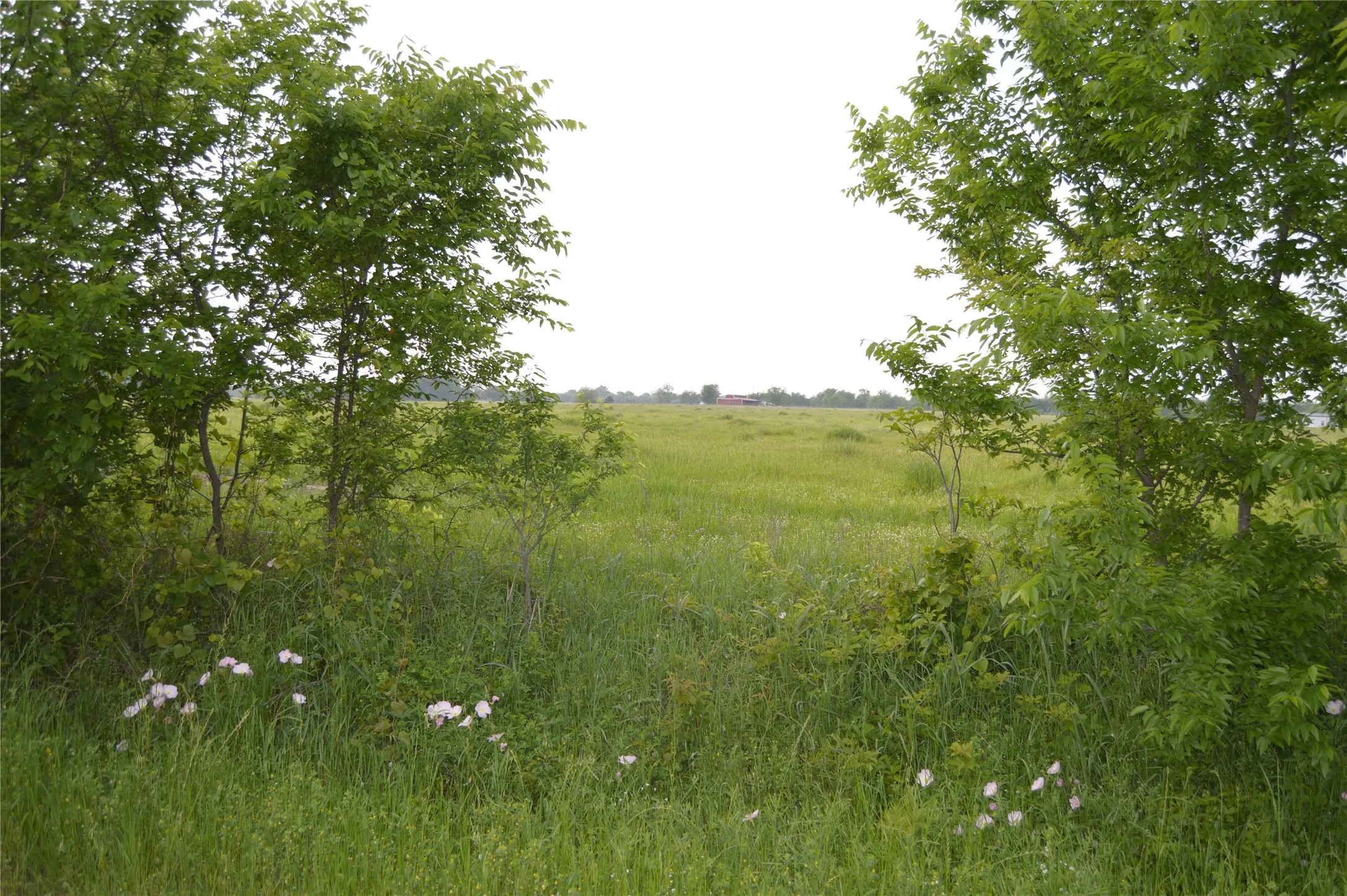 Unimproved Land For Sale in Rains County , TBD Lot 2 RS County Road 1520, Point, Texas 75472, 0, 0, Garage spaces, 0 Sqft, built in 0, Price $75,000, mls#21072600, Real Estate Agent in Point, Homes For Sale in Rains county, Homes For Sale in Point, Realtor in Point Texas, Real Estate Brokerage Independent Realty Texas, Luminita Cordes Realtor