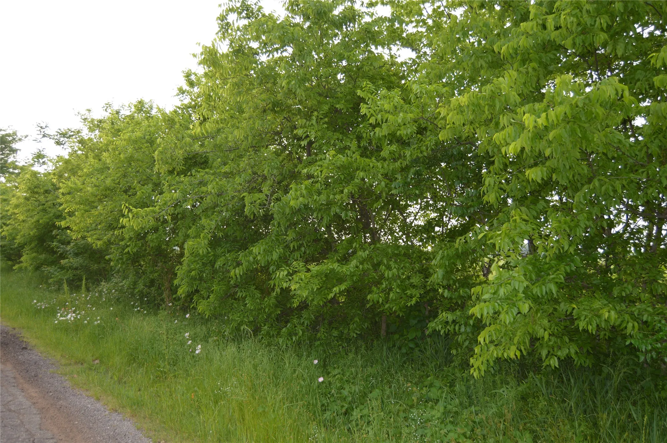 Unimproved Land For Sale in Rains County , TBD Lot 2 RS County Road 1520, Point, Texas 75472, 0, 0, Garage spaces, 0 Sqft, built in 0, Price $75,000, mls#21072600, Real Estate Agent in Point, Homes For Sale in Rains county, Homes For Sale in Point, Realtor in Point Texas, Real Estate Brokerage Independent Realty Texas, Luminita Cordes Realtor