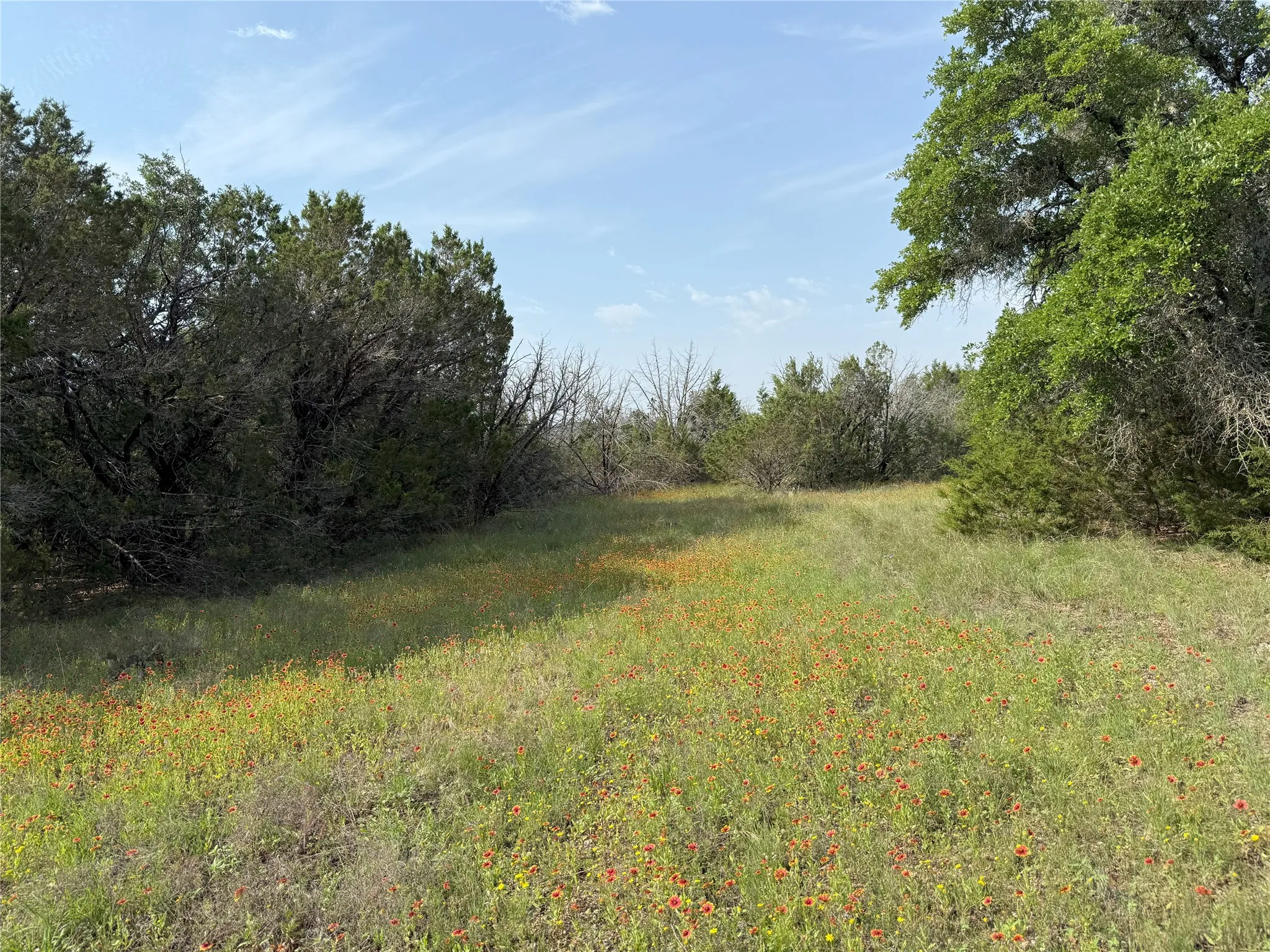 Wildflowers