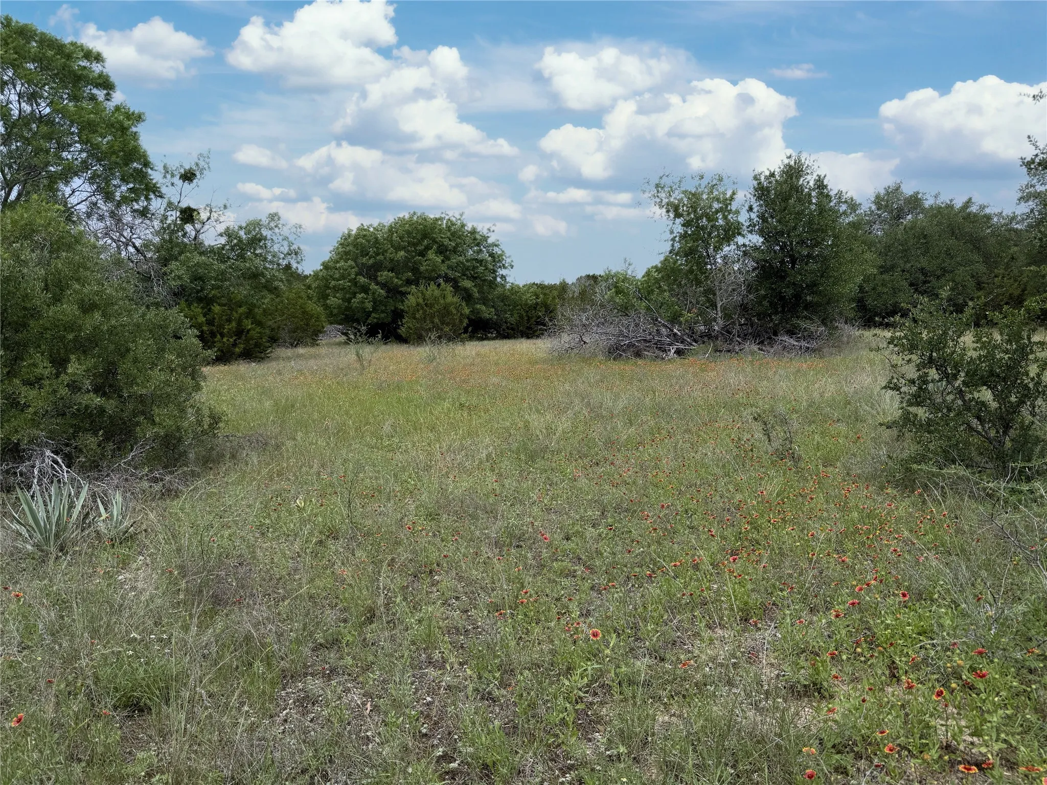 grazing fields and wildflowers