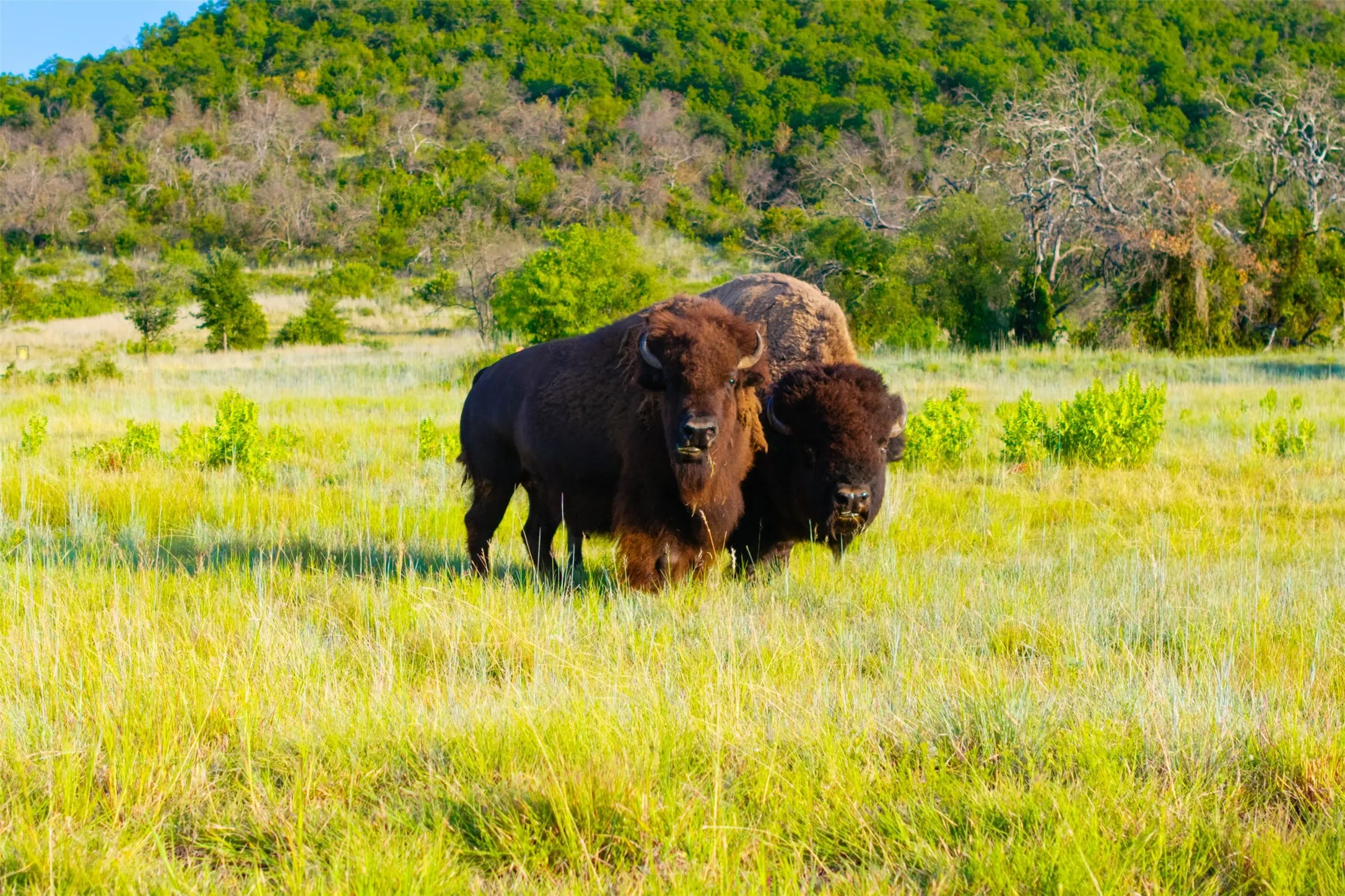 Ranch For Sale in Comanche County , 3021 Fm-1689, Comanche, Texas 76442, 0, 0, Garage spaces, 0 Sqft, built in 0, mls#21072753, Real Estate Agent in Comanche, Homes For Sale in Comanche county, Homes For Sale in Comanche, Realtor in Comanche Texas, Real Estate Brokerage Independent Realty Texas, Luminita Cordes Realtor