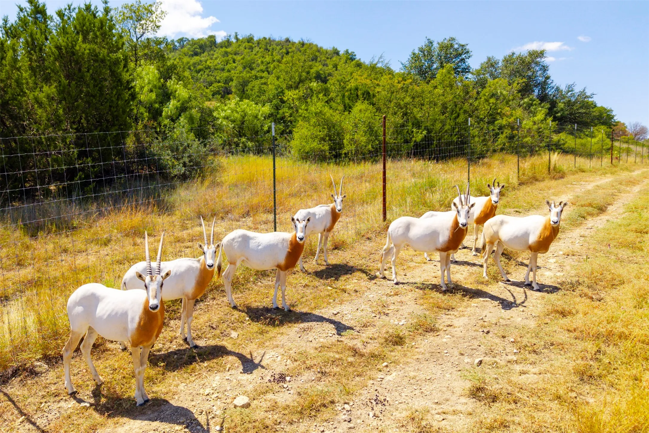 Ranch For Sale in Comanche County , 3021 Fm-1689, Comanche, Texas 76442, 0, 0, Garage spaces, 0 Sqft, built in 0, mls#21072753, Real Estate Agent in Comanche, Homes For Sale in Comanche county, Homes For Sale in Comanche, Realtor in Comanche Texas, Real Estate Brokerage Independent Realty Texas, Luminita Cordes Realtor