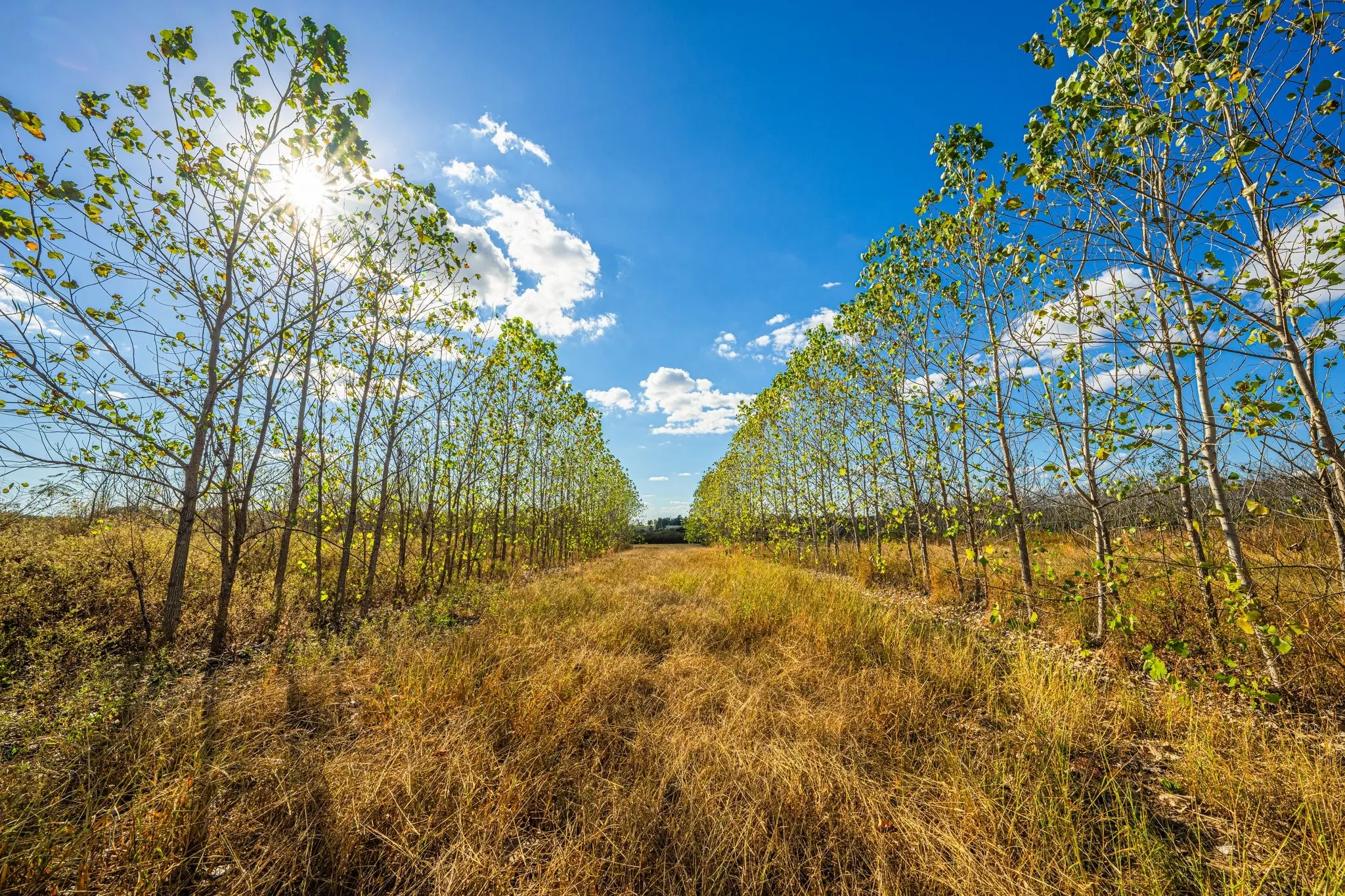 Ranch For Sale in Henderson County , 00 Cr-3411, Chandler, Texas 75758, 0, 0, Garage spaces, 0 Sqft, built in 0, mls#21073900, Real Estate Agent in Chandler, Homes For Sale in Henderson county, Homes For Sale in Chandler, Realtor in Chandler Texas, Real Estate Brokerage Independent Realty Texas, Luminita Cordes Realtor