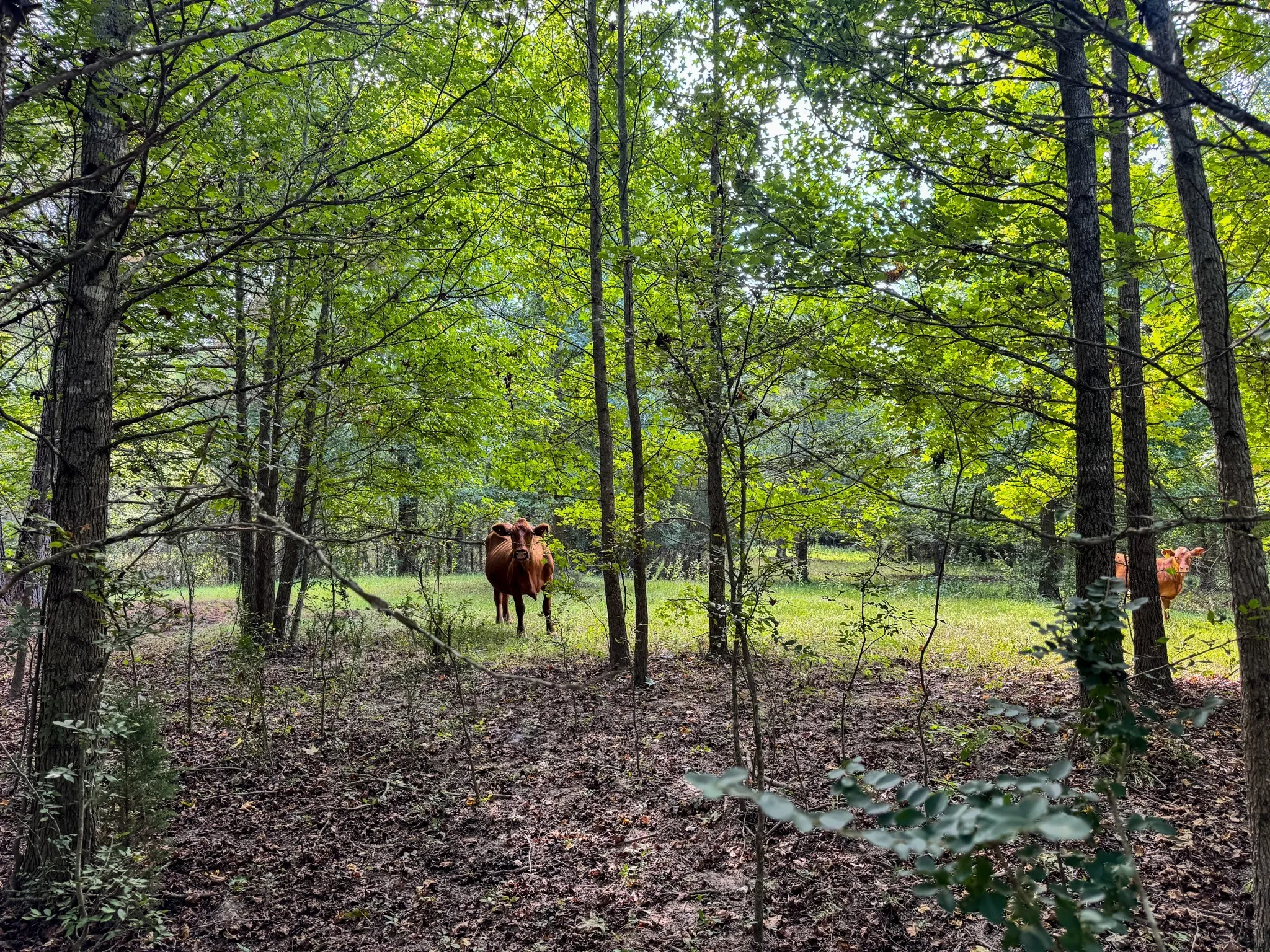 Ranch For Sale in Marion County , 00 HWY 49, Jefferson, Texas 75657, 0, 0, Garage spaces, 0 Sqft, built in 0, Price $449,000, mls#21074051, Real Estate Agent in Jefferson, Homes For Sale in Marion county, Homes For Sale in Jefferson, Realtor in Jefferson Texas, Real Estate Brokerage Independent Realty Texas, Luminita Cordes Realtor