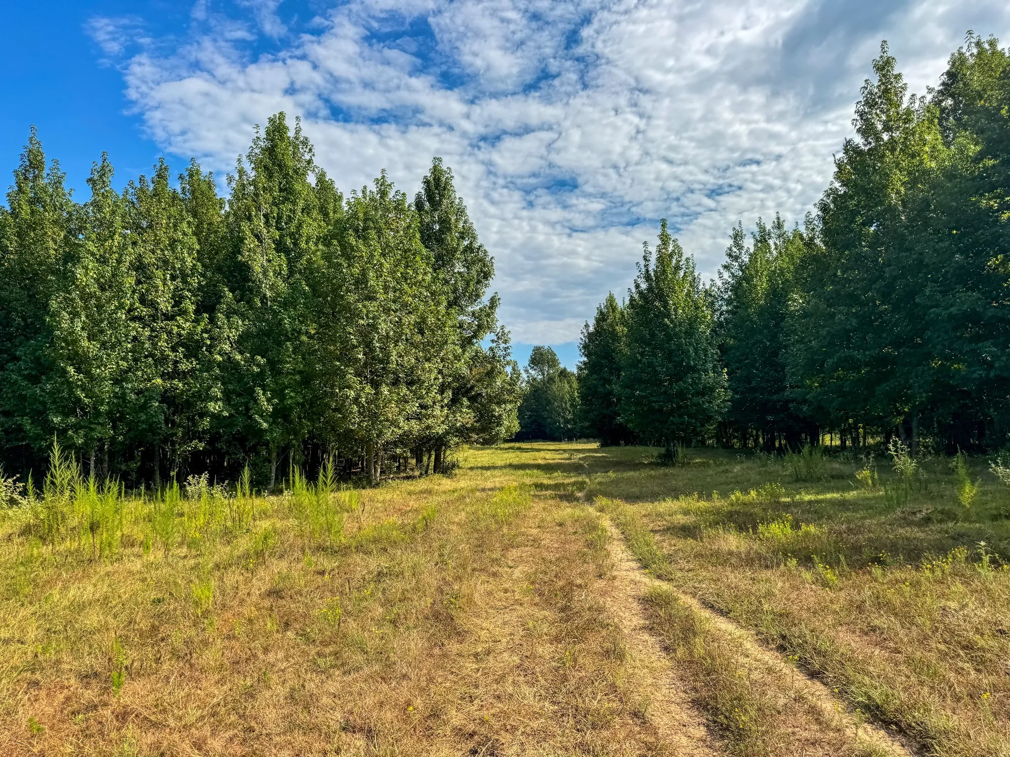 Ranch For Sale in Marion County , 00 HWY 49, Jefferson, Texas 75657, 0, 0, Garage spaces, 0 Sqft, built in 0, Price $449,000, mls#21074051, Real Estate Agent in Jefferson, Homes For Sale in Marion county, Homes For Sale in Jefferson, Realtor in Jefferson Texas, Real Estate Brokerage Independent Realty Texas, Luminita Cordes Realtor