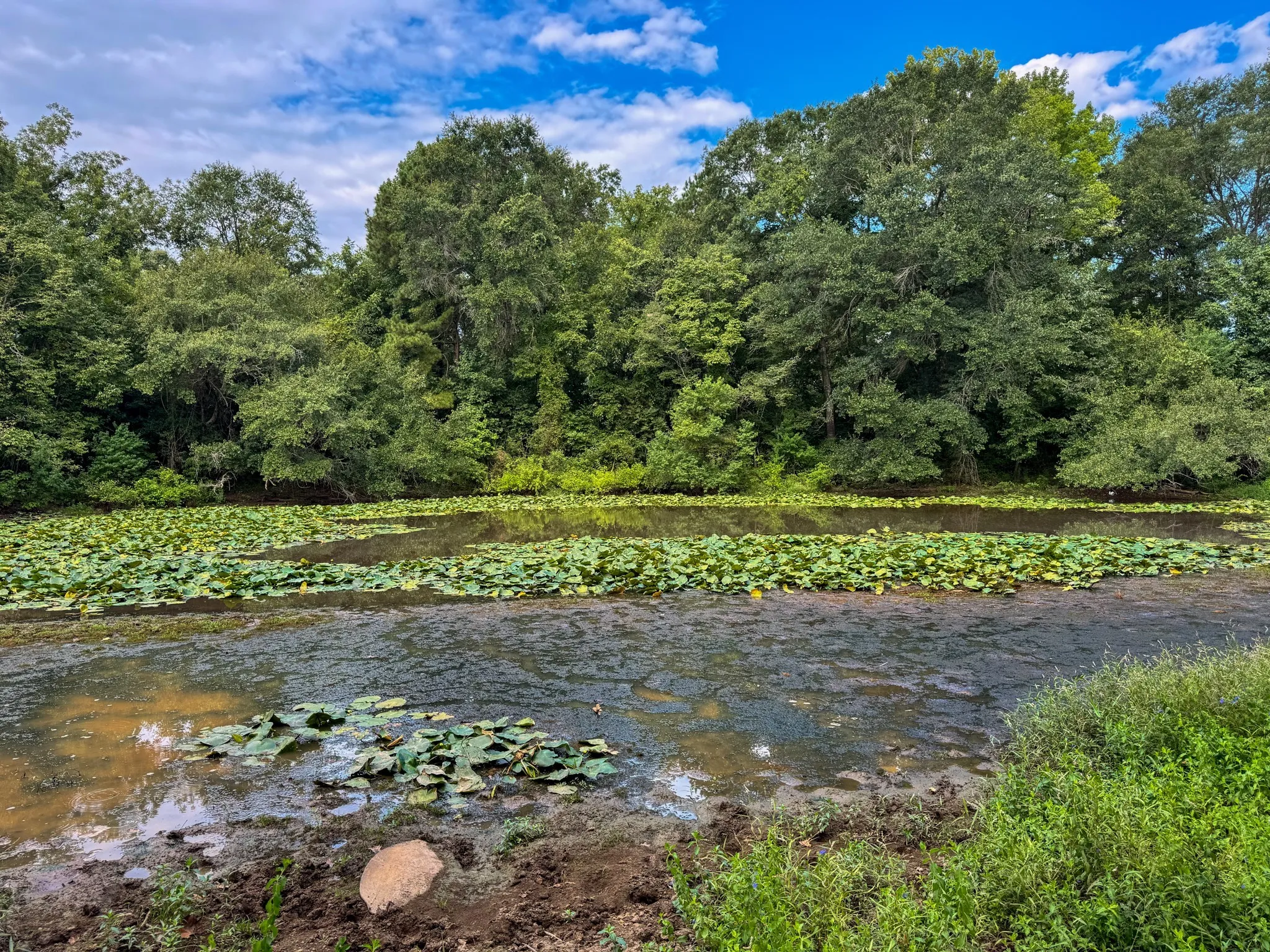 Ranch For Sale in Marion County , 00 HWY 49, Jefferson, Texas 75657, 0, 0, Garage spaces, 0 Sqft, built in 0, Price $449,000, mls#21074051, Real Estate Agent in Jefferson, Homes For Sale in Marion county, Homes For Sale in Jefferson, Realtor in Jefferson Texas, Real Estate Brokerage Independent Realty Texas, Luminita Cordes Realtor
