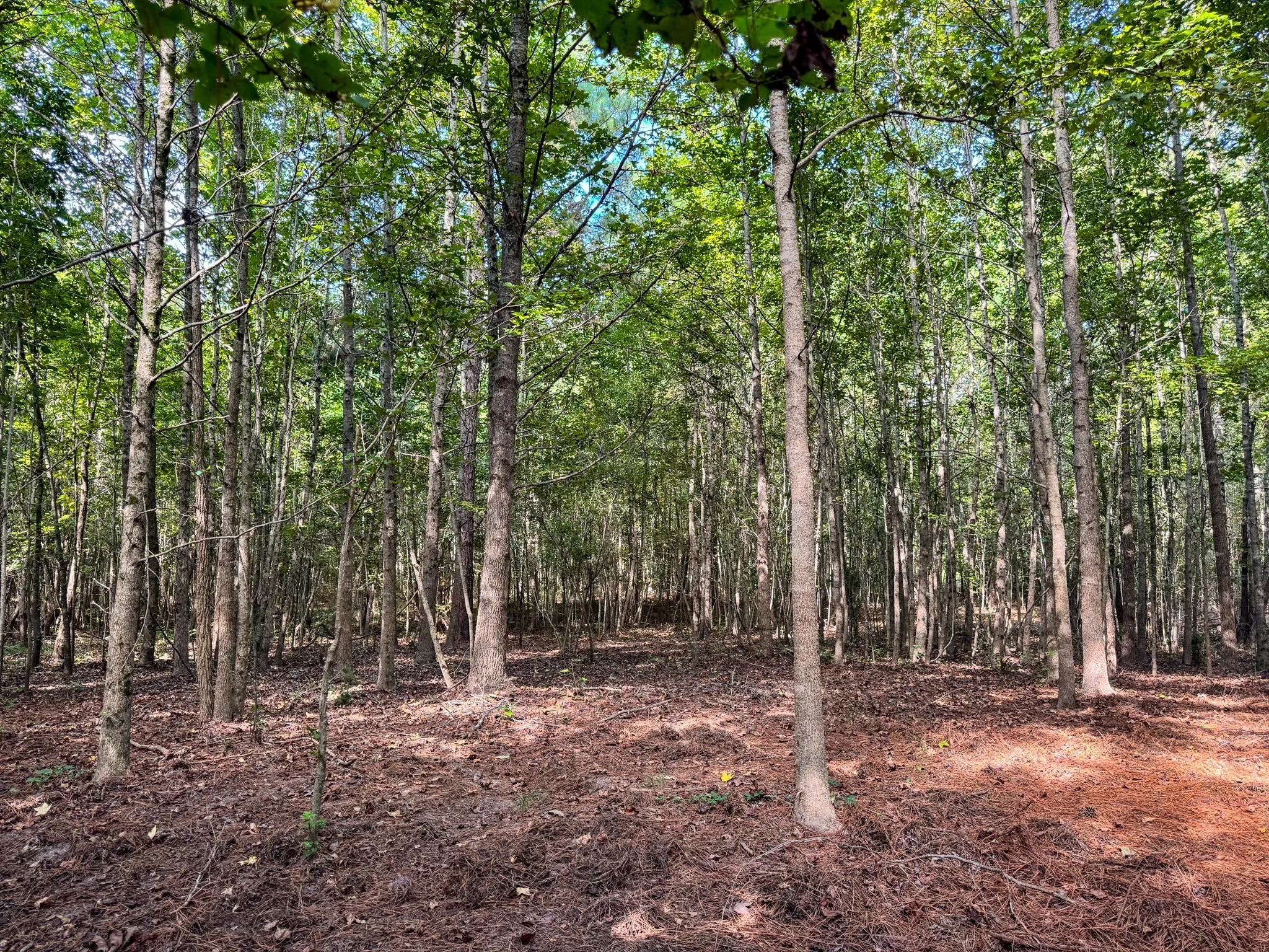 Ranch For Sale in Marion County , 00 HWY 49, Jefferson, Texas 75657, 0, 0, Garage spaces, 0 Sqft, built in 0, Price $449,000, mls#21074051, Real Estate Agent in Jefferson, Homes For Sale in Marion county, Homes For Sale in Jefferson, Realtor in Jefferson Texas, Real Estate Brokerage Independent Realty Texas, Luminita Cordes Realtor