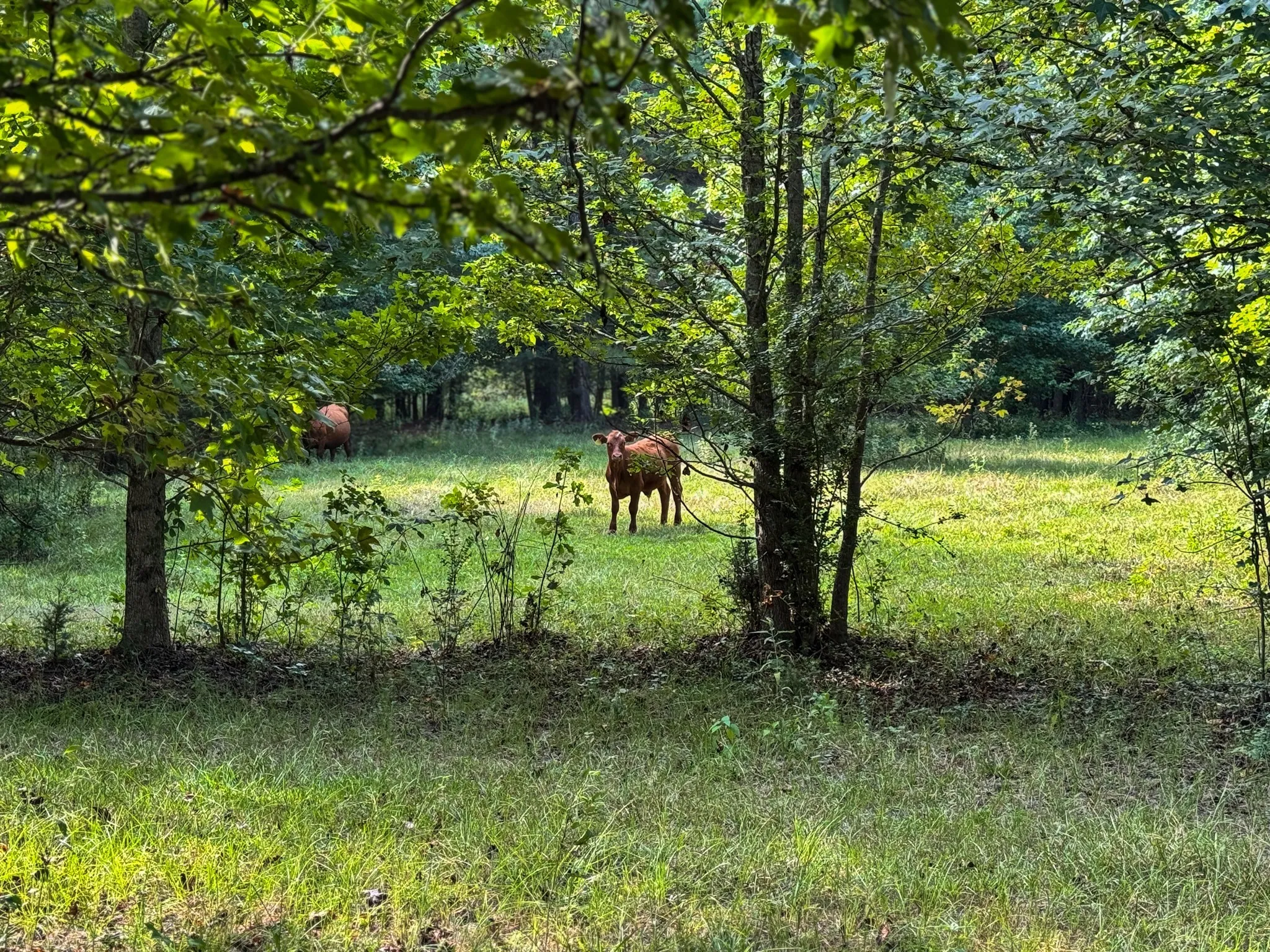 Ranch For Sale in Marion County , 00 HWY 49, Jefferson, Texas 75657, 0, 0, Garage spaces, 0 Sqft, built in 0, Price $449,000, mls#21074051, Real Estate Agent in Jefferson, Homes For Sale in Marion county, Homes For Sale in Jefferson, Realtor in Jefferson Texas, Real Estate Brokerage Independent Realty Texas, Luminita Cordes Realtor