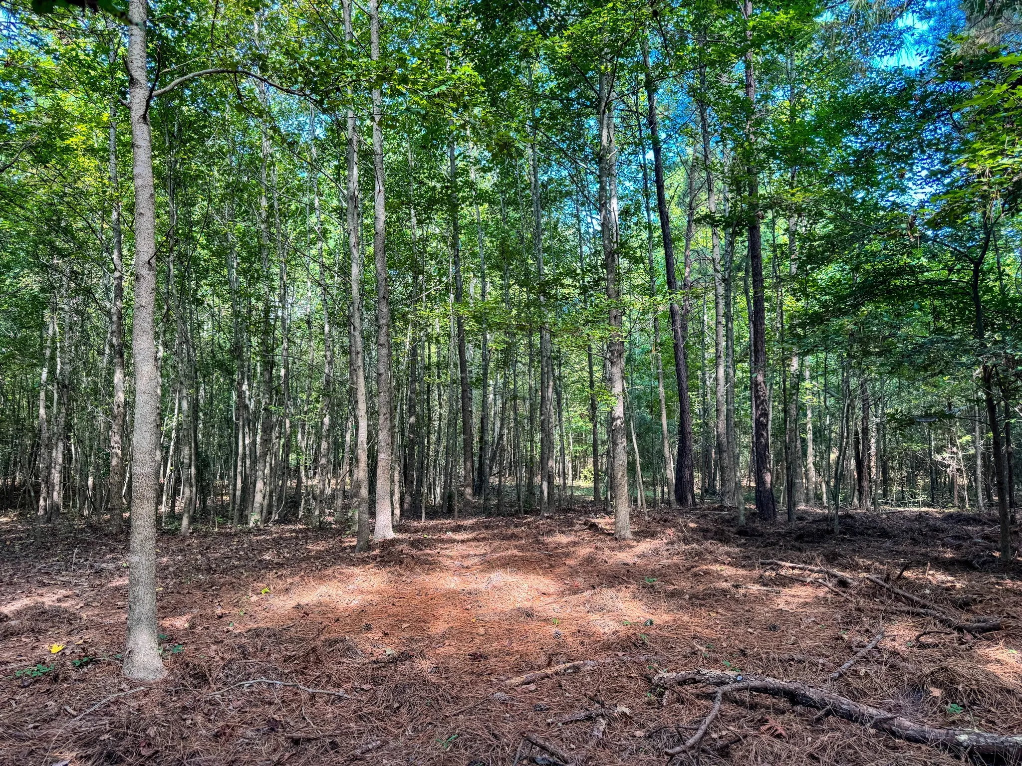 Ranch For Sale in Marion County , 00 HWY 49, Jefferson, Texas 75657, 0, 0, Garage spaces, 0 Sqft, built in 0, Price $449,000, mls#21074051, Real Estate Agent in Jefferson, Homes For Sale in Marion county, Homes For Sale in Jefferson, Realtor in Jefferson Texas, Real Estate Brokerage Independent Realty Texas, Luminita Cordes Realtor