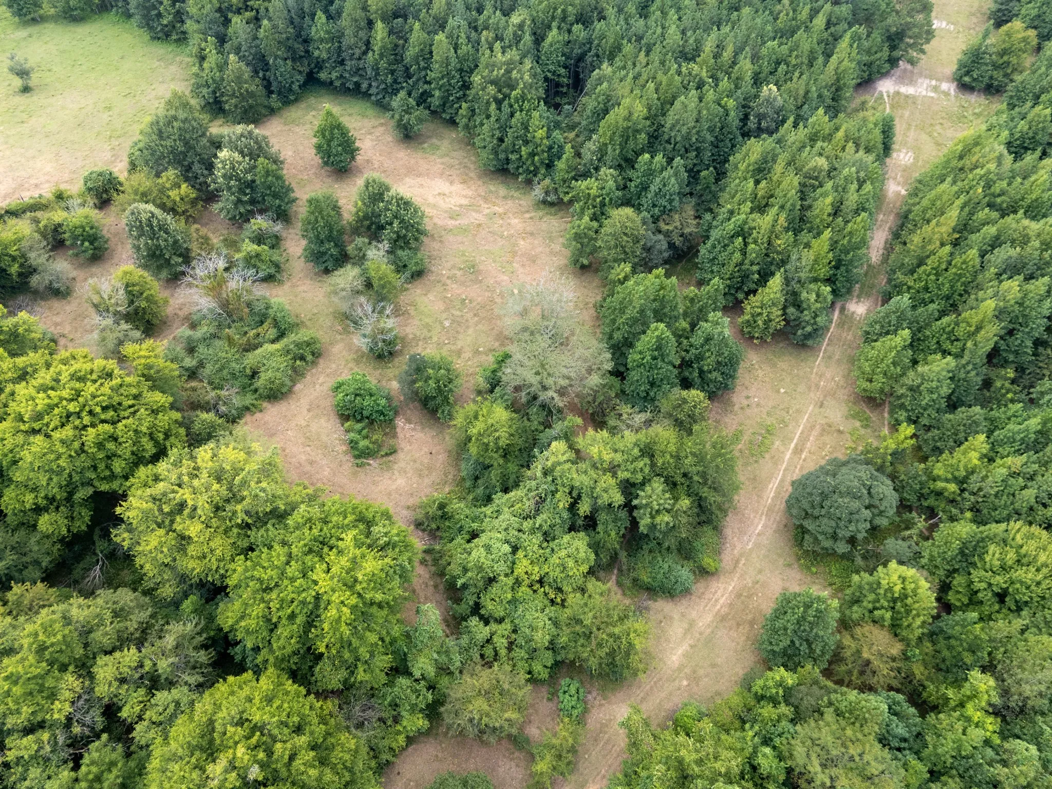 Ranch For Sale in Marion County , 00 HWY 49, Jefferson, Texas 75657, 0, 0, Garage spaces, 0 Sqft, built in 0, Price $449,000, mls#21074051, Real Estate Agent in Jefferson, Homes For Sale in Marion county, Homes For Sale in Jefferson, Realtor in Jefferson Texas, Real Estate Brokerage Independent Realty Texas, Luminita Cordes Realtor