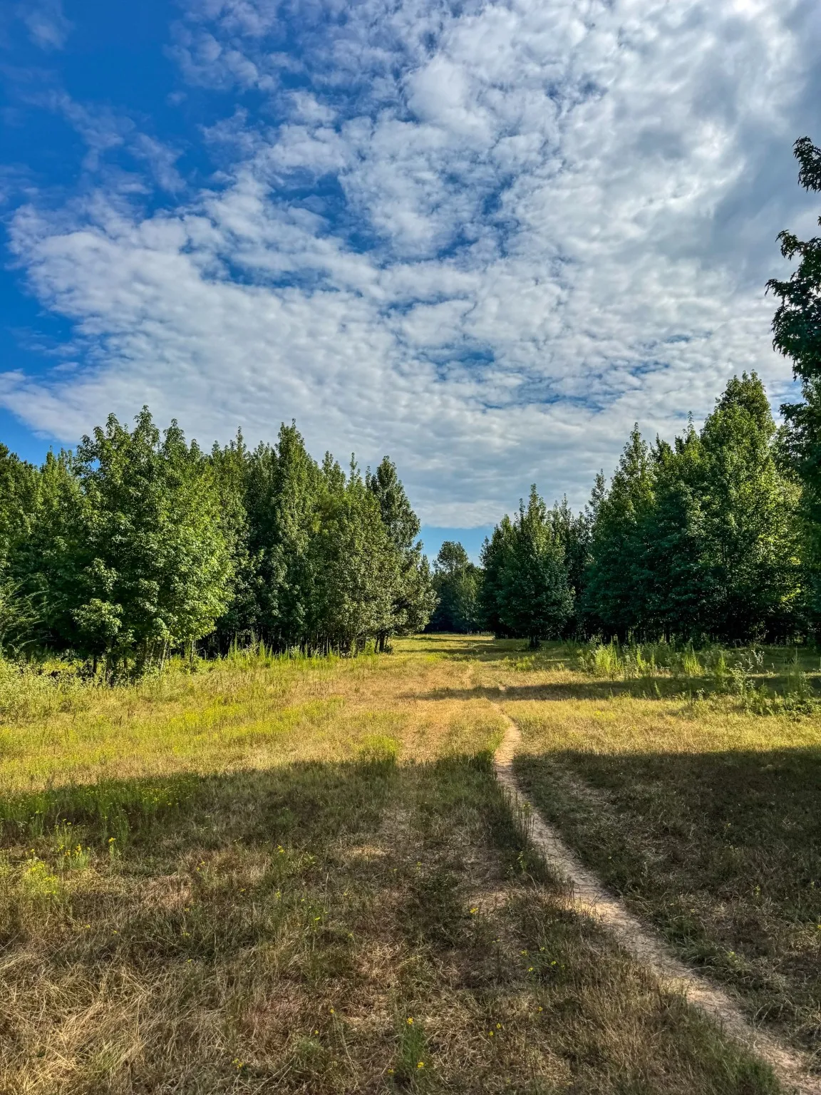 Ranch For Sale in Marion County , 00 HWY 49, Jefferson, Texas 75657, 0, 0, Garage spaces, 0 Sqft, built in 0, Price $449,000, mls#21074051, Real Estate Agent in Jefferson, Homes For Sale in Marion county, Homes For Sale in Jefferson, Realtor in Jefferson Texas, Real Estate Brokerage Independent Realty Texas, Luminita Cordes Realtor