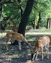 Abundant wildlife