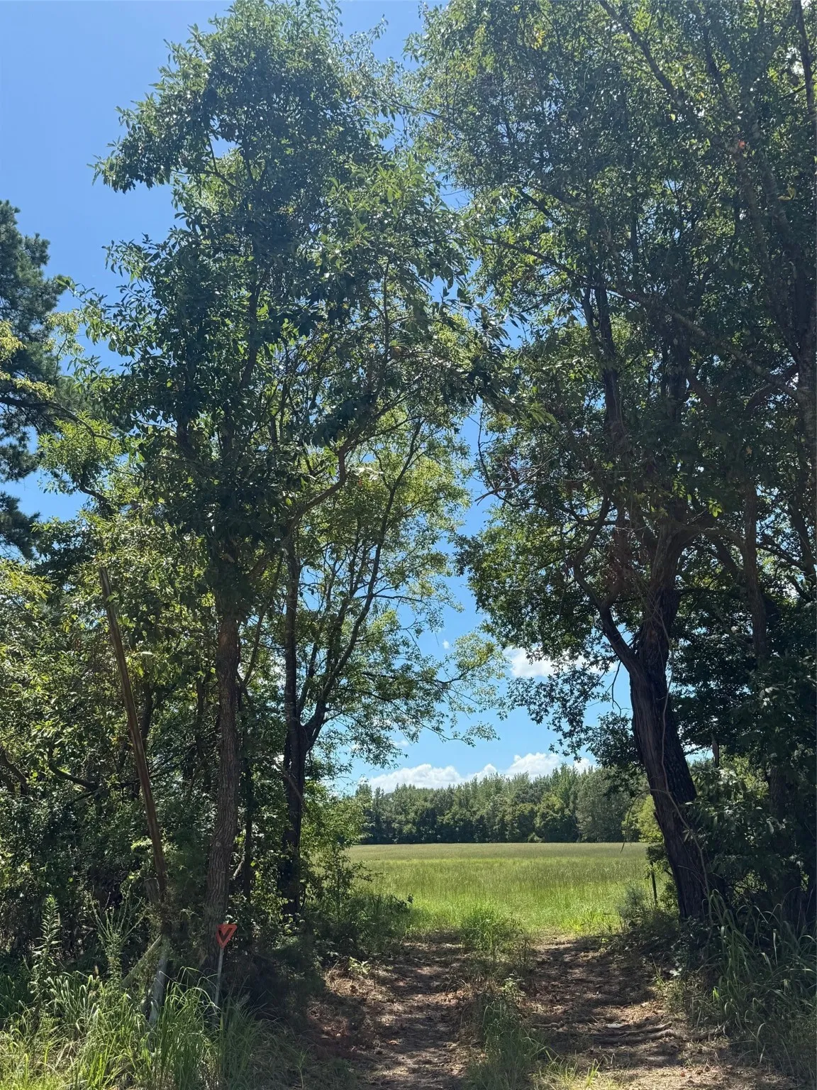 View of woods
