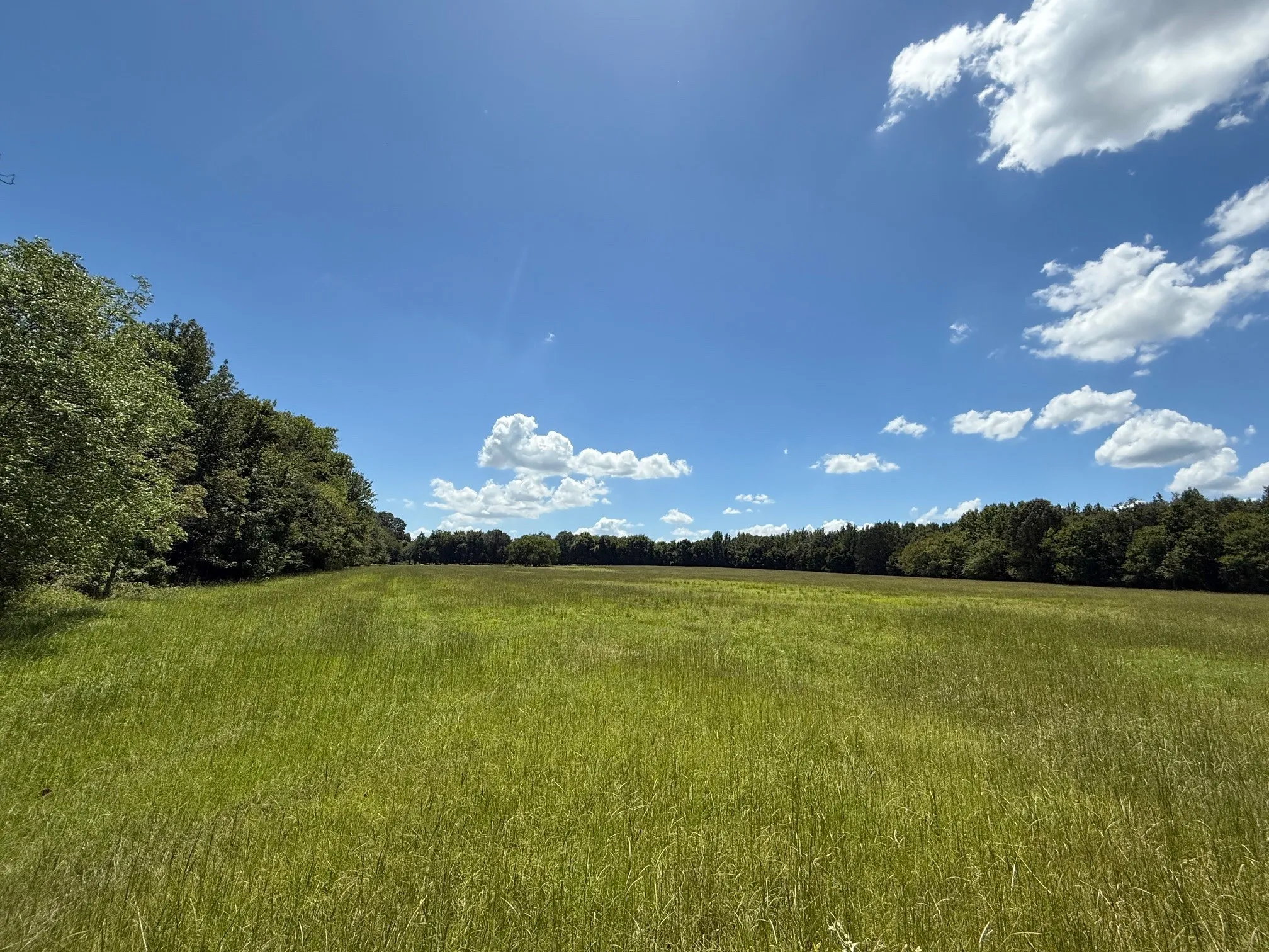 Unimproved Land For Sale in Titus County , 00 CR 1670, Mt Pleasant, Texas 75455, 0, 0, Garage spaces, 0 Sqft, built in 0, Price $565,000, mls#21074736, Real Estate Agent in Mt Pleasant, Homes For Sale in Titus county, Homes For Sale in Mt Pleasant, Realtor in Mt Pleasant Texas, Real Estate Brokerage Independent Realty Texas, Luminita Cordes Realtor