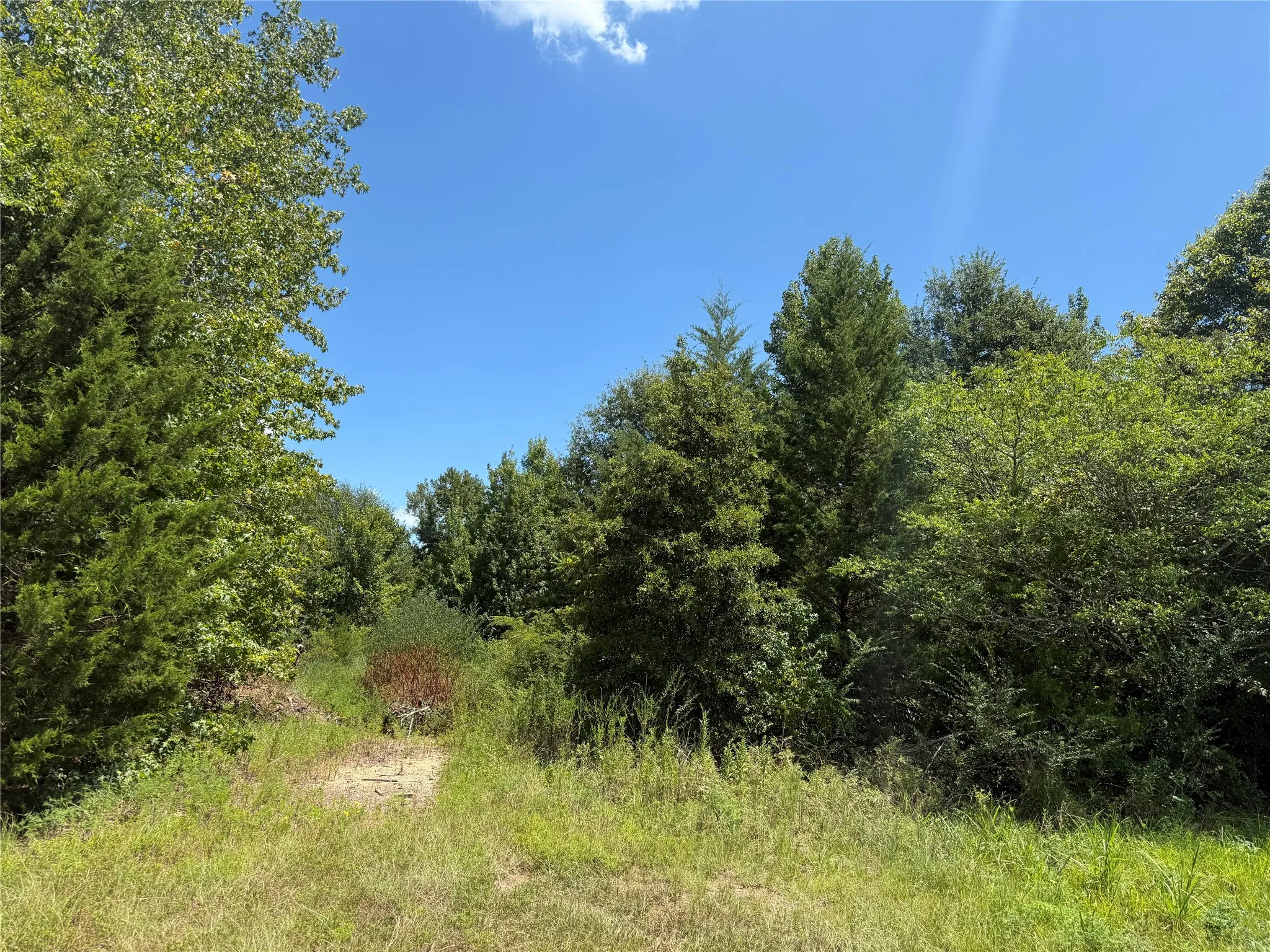 View of woods