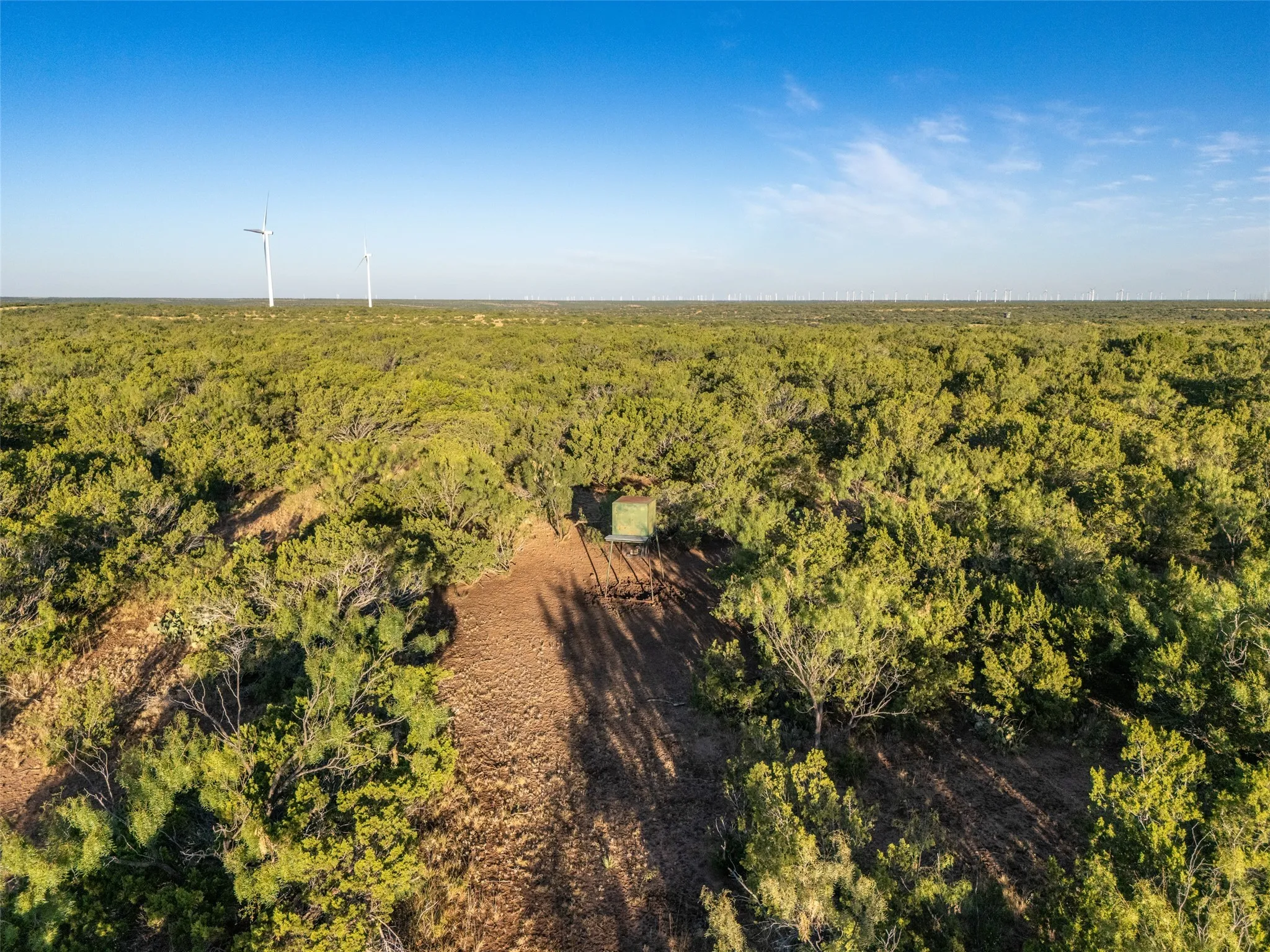 Drone / aerial view of a forest