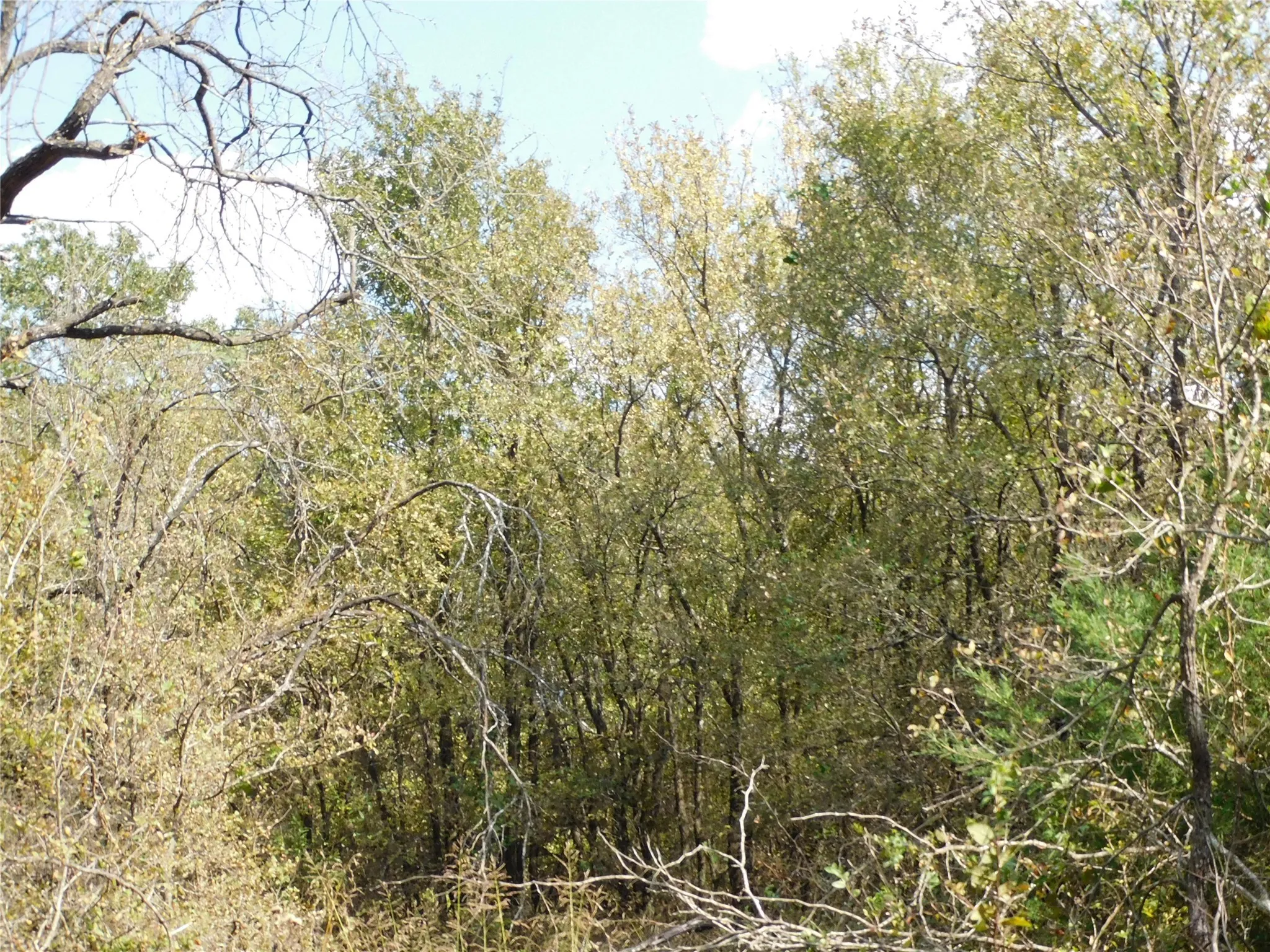 Unimproved Land For Sale in Hill County , 451 HCR3335 Road, Hubbard, Texas 76648, 0, 0, Garage spaces, 0 Sqft, built in 0, mls#21076870, Real Estate Agent in Hubbard, Homes For Sale in Hill county, Homes For Sale in Hubbard, Realtor in Hubbard Texas, Real Estate Brokerage Independent Realty Texas, Luminita Cordes Realtor