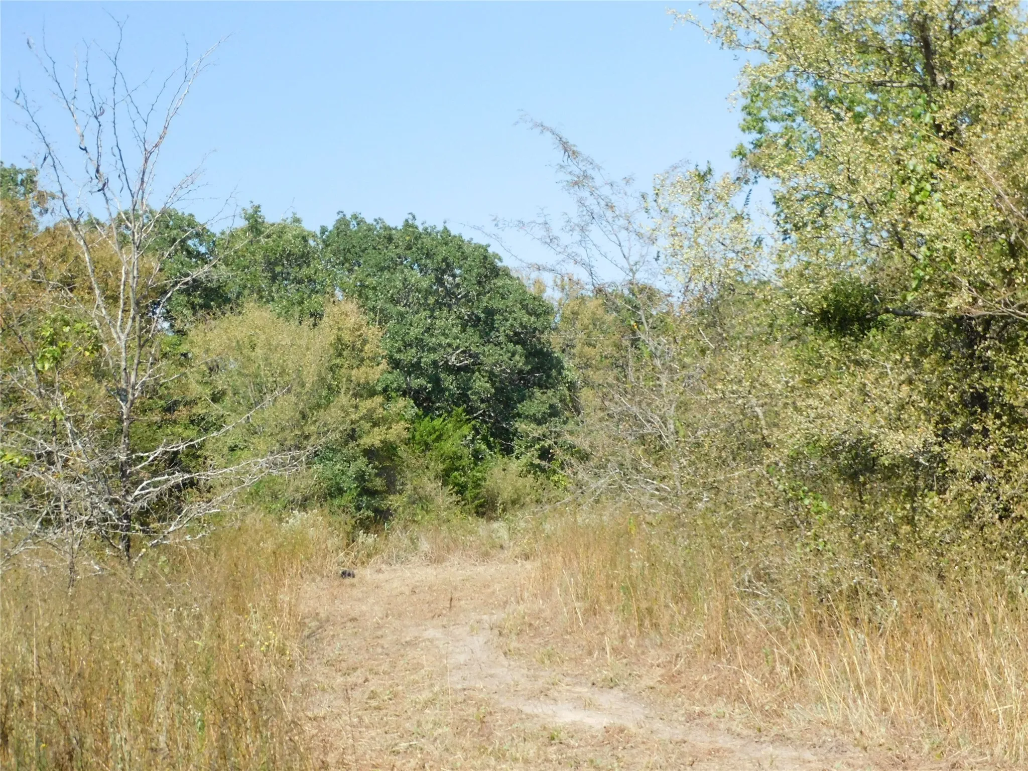 Unimproved Land For Sale in Hill County , 451 HCR3335 Road, Hubbard, Texas 76648, 0, 0, Garage spaces, 0 Sqft, built in 0, mls#21076870, Real Estate Agent in Hubbard, Homes For Sale in Hill county, Homes For Sale in Hubbard, Realtor in Hubbard Texas, Real Estate Brokerage Independent Realty Texas, Luminita Cordes Realtor