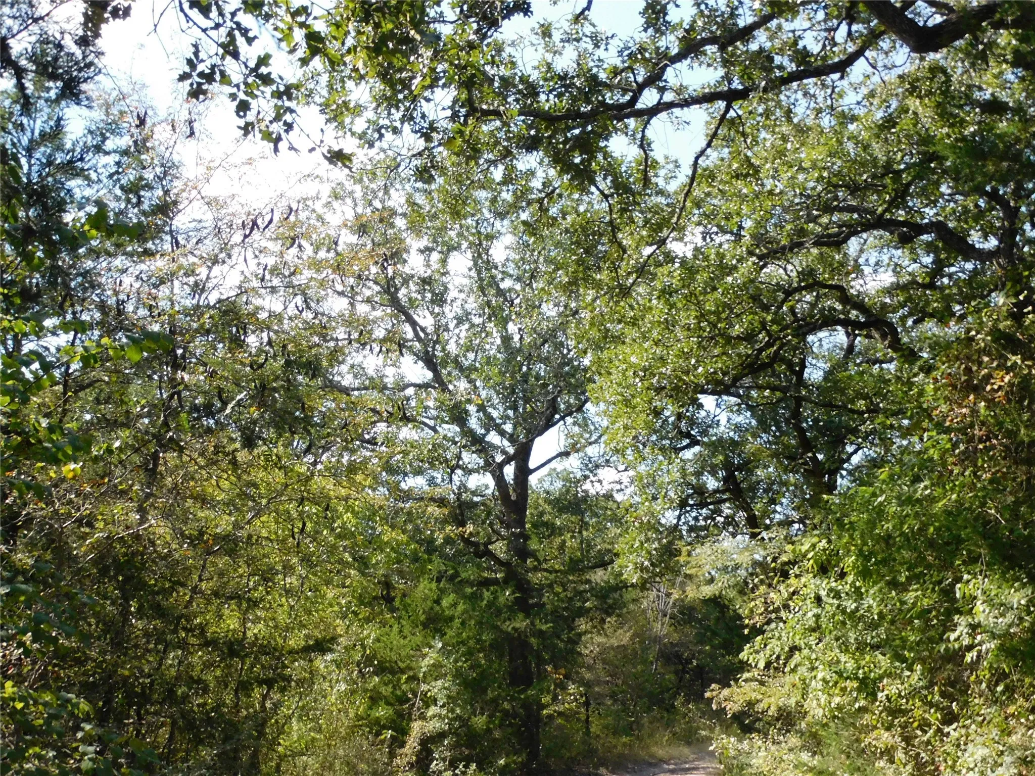 Unimproved Land For Sale in Hill County , 451 HCR3335 Road, Hubbard, Texas 76648, 0, 0, Garage spaces, 0 Sqft, built in 0, mls#21076870, Real Estate Agent in Hubbard, Homes For Sale in Hill county, Homes For Sale in Hubbard, Realtor in Hubbard Texas, Real Estate Brokerage Independent Realty Texas, Luminita Cordes Realtor