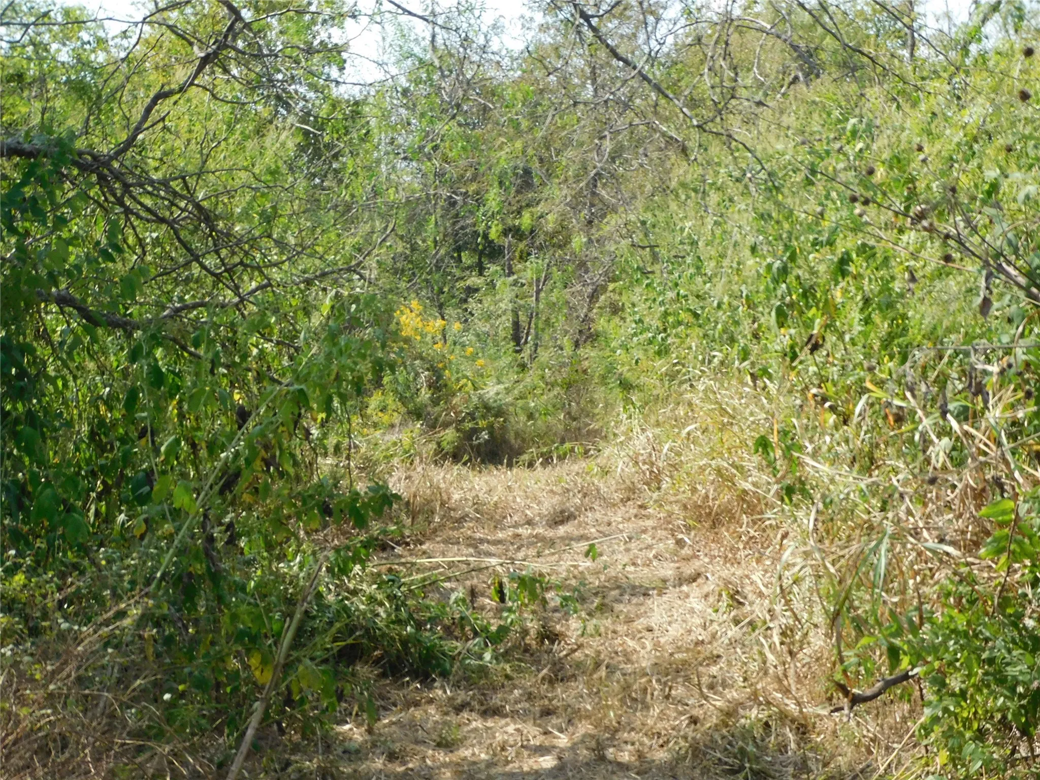 Unimproved Land For Sale in Hill County , 451 HCR3335 Road, Hubbard, Texas 76648, 0, 0, Garage spaces, 0 Sqft, built in 0, mls#21076870, Real Estate Agent in Hubbard, Homes For Sale in Hill county, Homes For Sale in Hubbard, Realtor in Hubbard Texas, Real Estate Brokerage Independent Realty Texas, Luminita Cordes Realtor