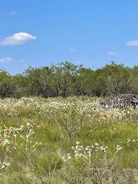 Trees further back on property
