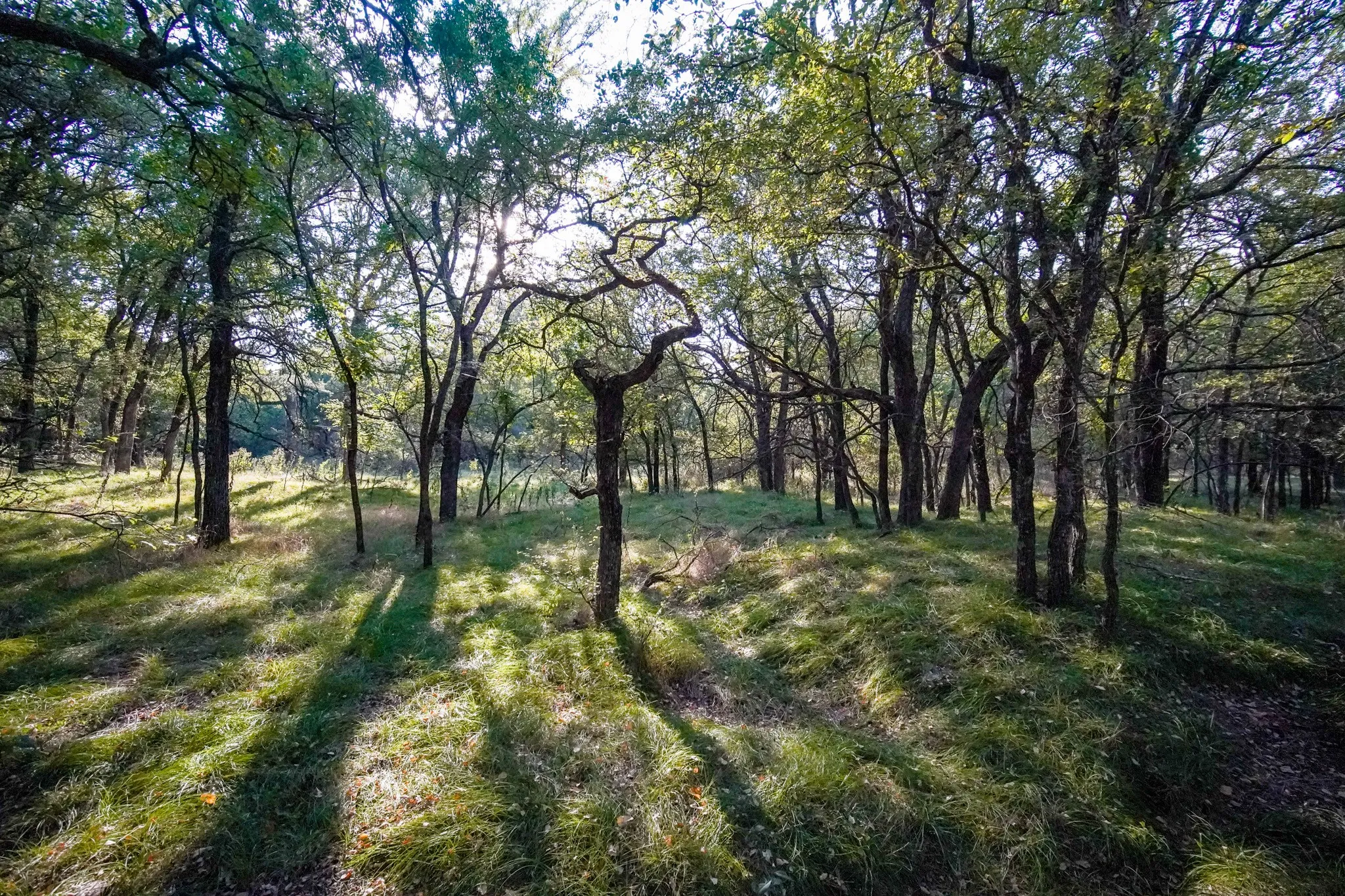 Unimproved Land For Sale in Jack County , 99.97 Acres S 281 Highway, Perrin, Texas 76486, 0, 0, Garage spaces, 0 Sqft, built in 0, mls#21075453, Real Estate Agent in Perrin, Homes For Sale in Jack county, Homes For Sale in Perrin, Realtor in Perrin Texas, Real Estate Brokerage Independent Realty Texas, Luminita Cordes Realtor