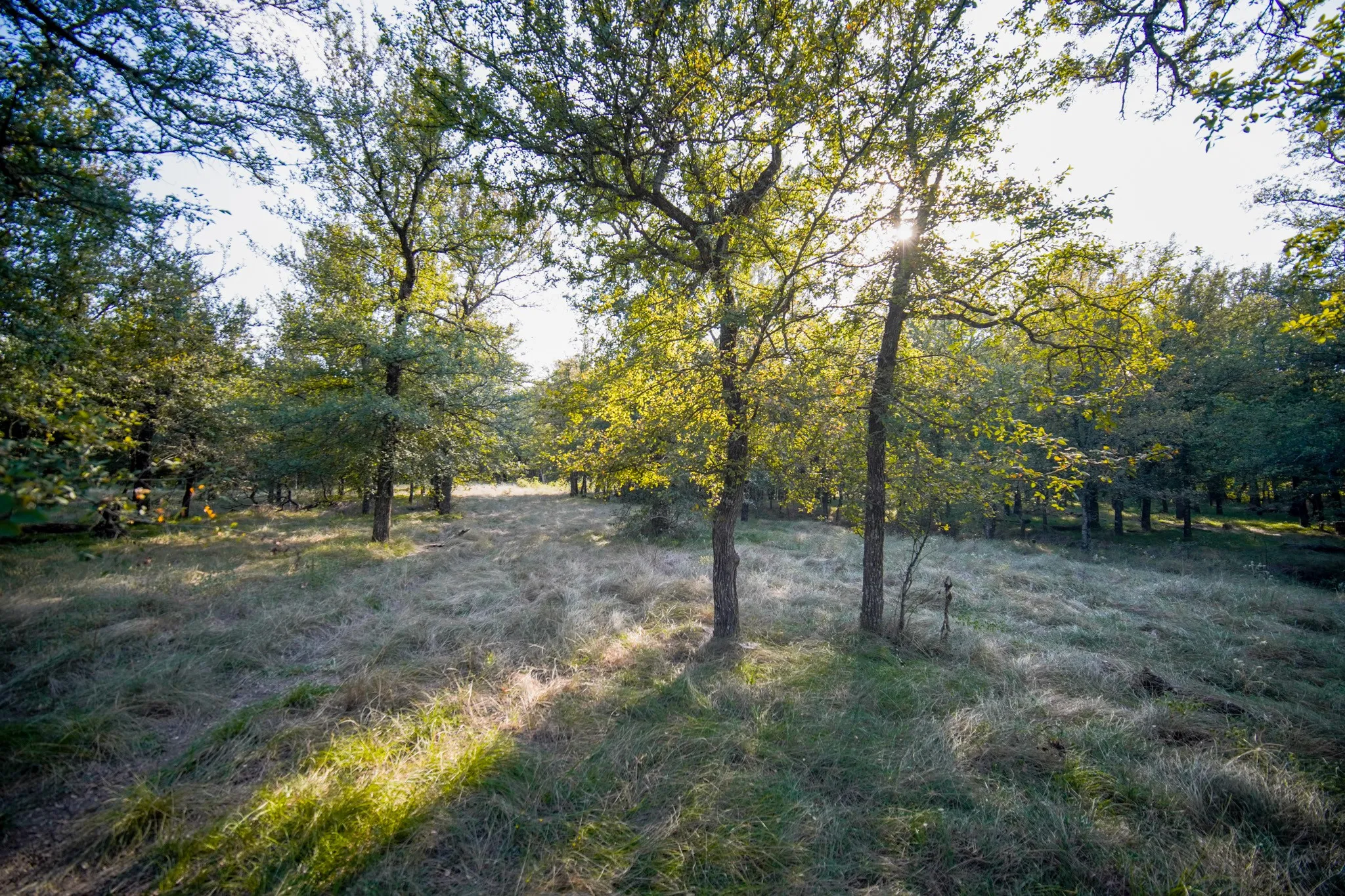 Unimproved Land For Sale in Jack County , 99.97 Acres S 281 Highway, Perrin, Texas 76486, 0, 0, Garage spaces, 0 Sqft, built in 0, mls#21075453, Real Estate Agent in Perrin, Homes For Sale in Jack county, Homes For Sale in Perrin, Realtor in Perrin Texas, Real Estate Brokerage Independent Realty Texas, Luminita Cordes Realtor