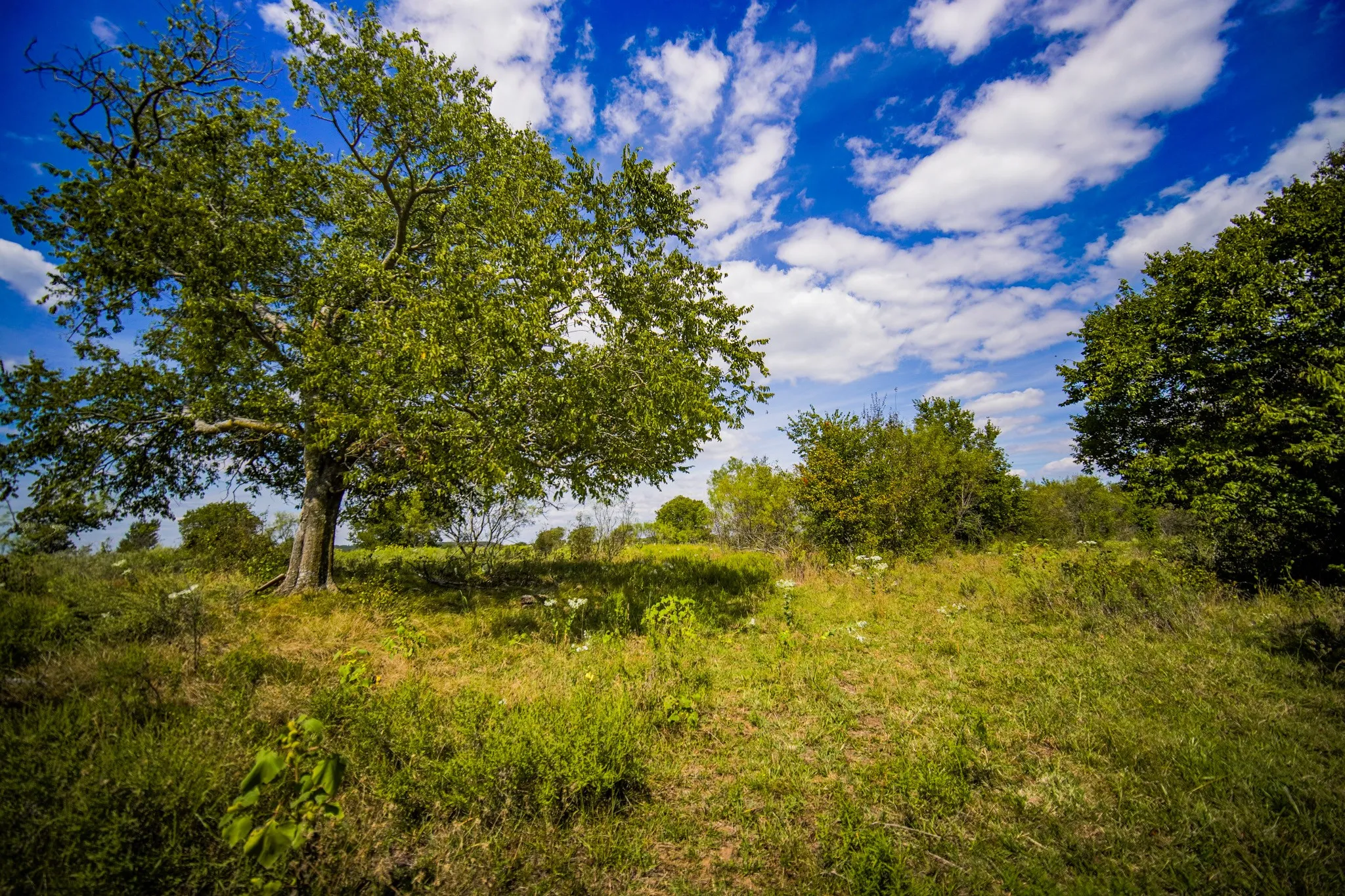 Unimproved Land For Sale in Jack County , 99.97 Acres S 281 Highway, Perrin, Texas 76486, 0, 0, Garage spaces, 0 Sqft, built in 0, mls#21075453, Real Estate Agent in Perrin, Homes For Sale in Jack county, Homes For Sale in Perrin, Realtor in Perrin Texas, Real Estate Brokerage Independent Realty Texas, Luminita Cordes Realtor