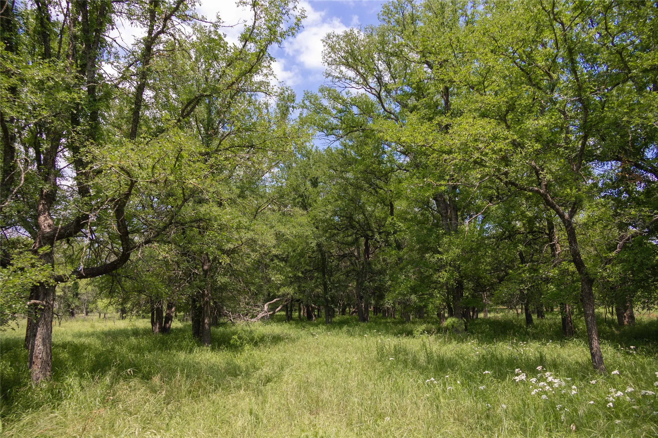 View of nature