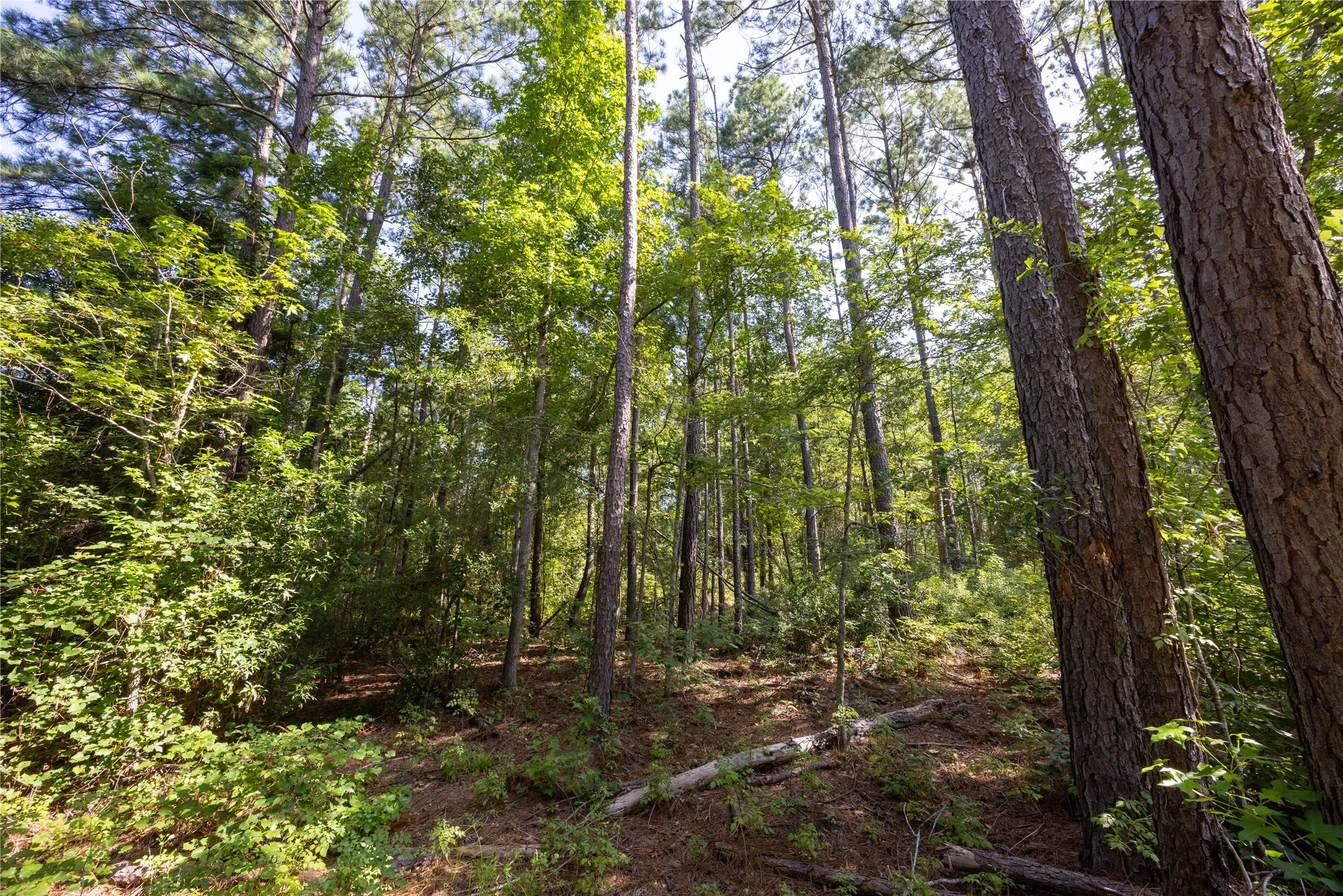 Unimproved Land For Sale in Cherokee County , NW County Road 1713, Jacksonville, Texas 75766, 0, 0, Garage spaces, 0 Sqft, built in 0, mls#21080094, Real Estate Agent in Jacksonville, Homes For Sale in Cherokee county, Homes For Sale in Jacksonville, Realtor in Jacksonville Texas, Real Estate Brokerage Independent Realty Texas, Luminita Cordes Realtor