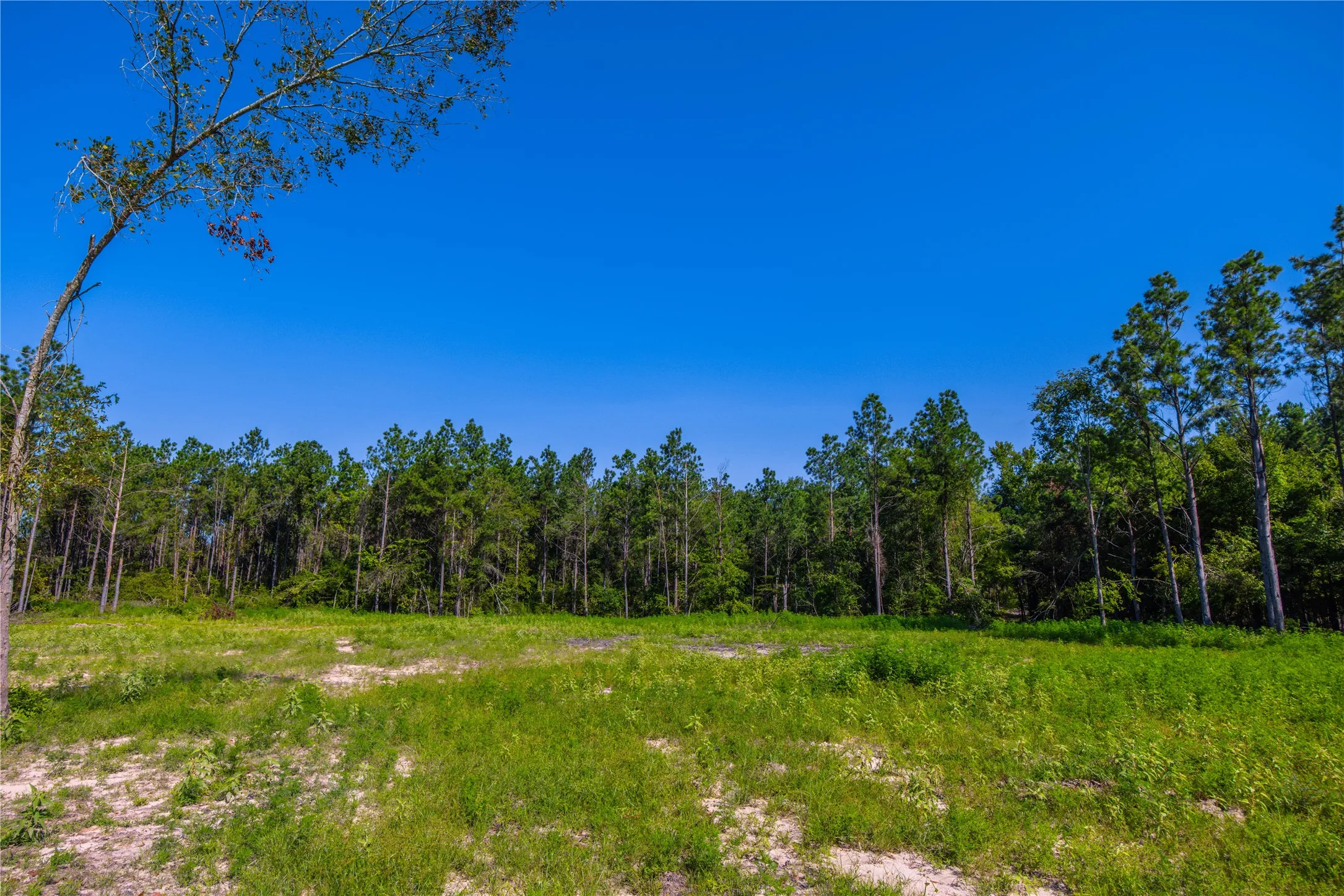 Unimproved Land For Sale in Cherokee County , NW County Road 1713, Jacksonville, Texas 75766, 0, 0, Garage spaces, 0 Sqft, built in 0, mls#21080094, Real Estate Agent in Jacksonville, Homes For Sale in Cherokee county, Homes For Sale in Jacksonville, Realtor in Jacksonville Texas, Real Estate Brokerage Independent Realty Texas, Luminita Cordes Realtor