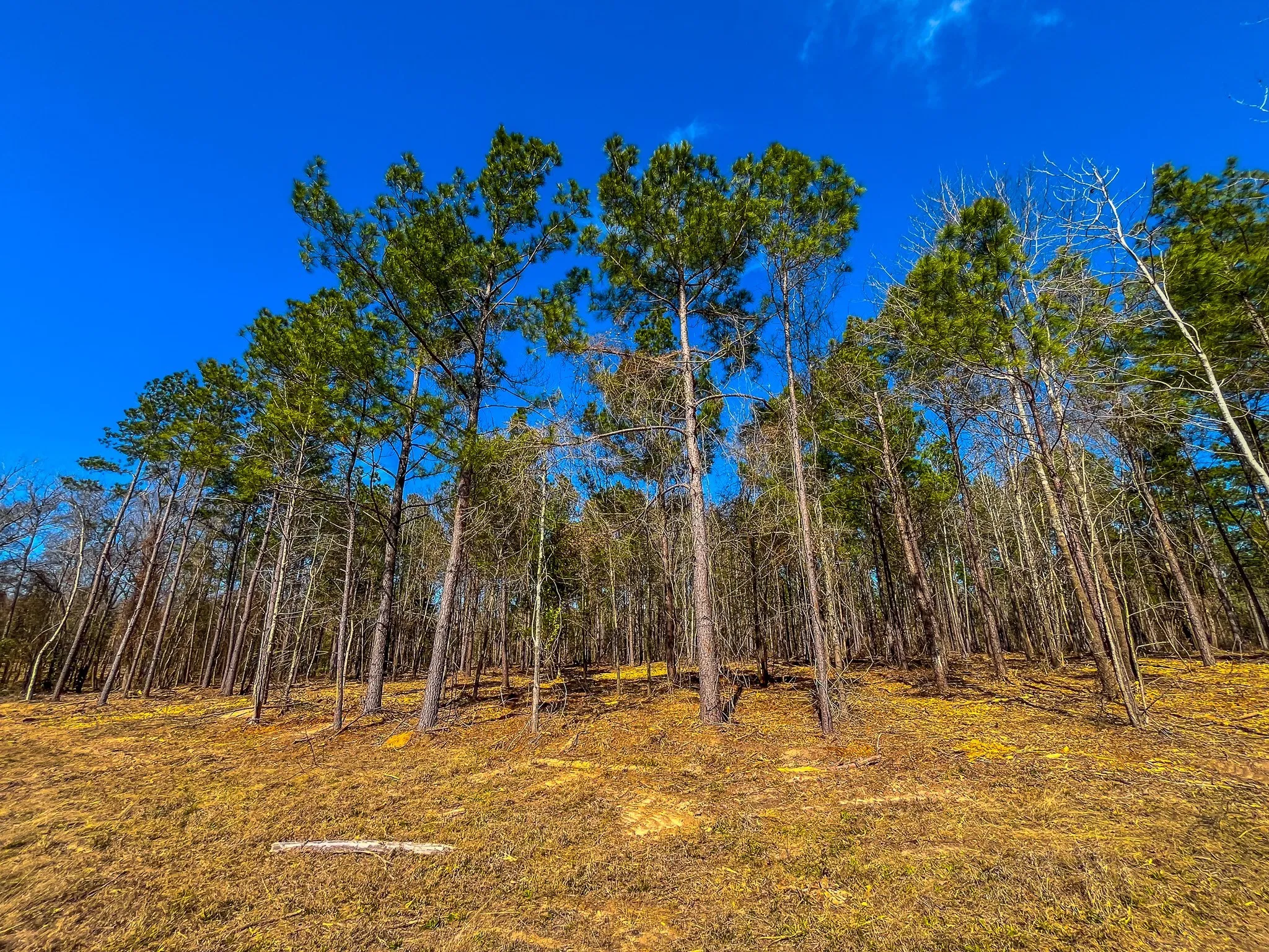 Unimproved Land For Sale in Cherokee County , NW County Road 1713, Jacksonville, Texas 75766, 0, 0, Garage spaces, 0 Sqft, built in 0, mls#21080094, Real Estate Agent in Jacksonville, Homes For Sale in Cherokee county, Homes For Sale in Jacksonville, Realtor in Jacksonville Texas, Real Estate Brokerage Independent Realty Texas, Luminita Cordes Realtor