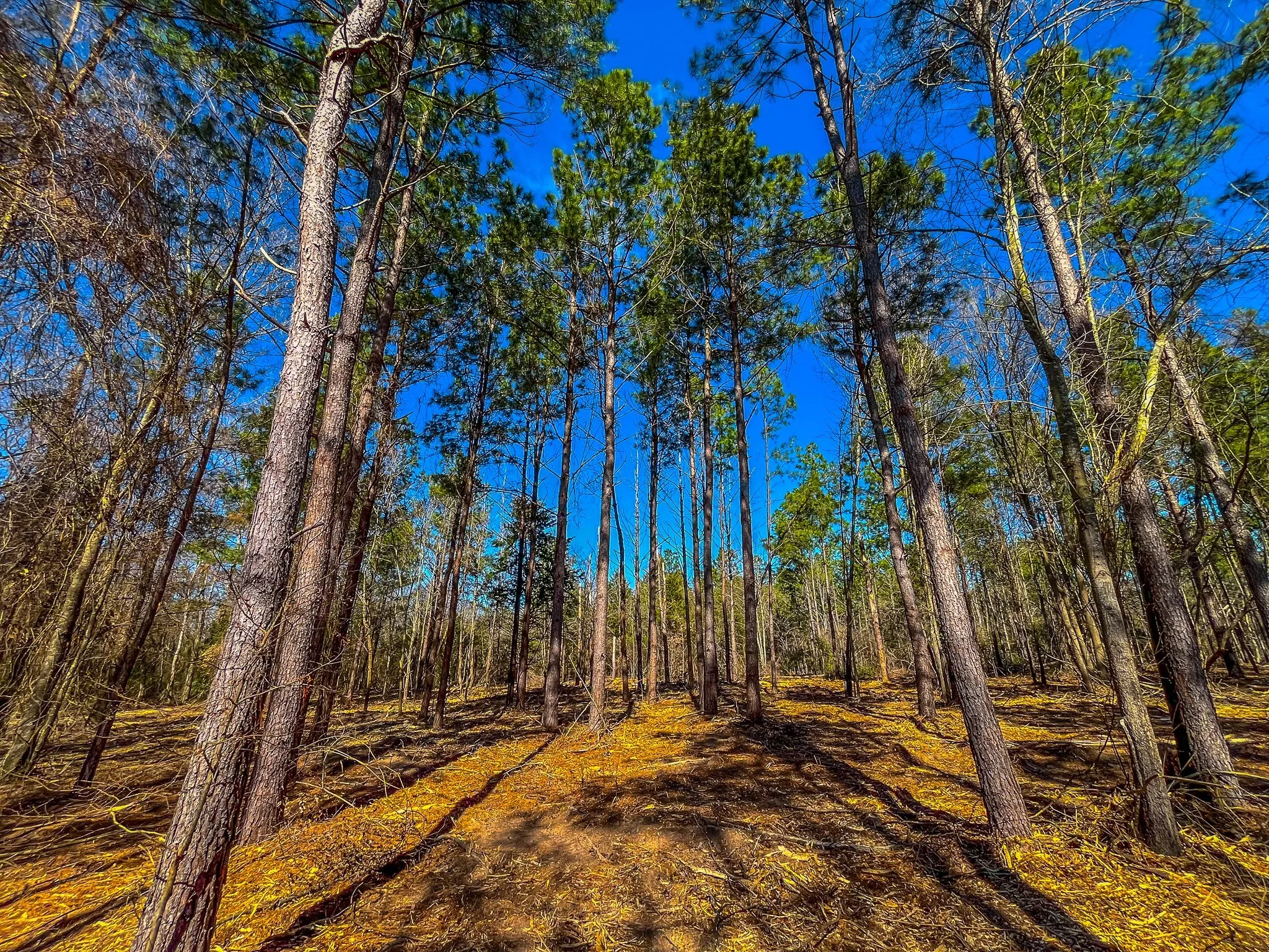 Unimproved Land For Sale in Cherokee County , NW County Road 1713, Jacksonville, Texas 75766, 0, 0, Garage spaces, 0 Sqft, built in 0, mls#21080094, Real Estate Agent in Jacksonville, Homes For Sale in Cherokee county, Homes For Sale in Jacksonville, Realtor in Jacksonville Texas, Real Estate Brokerage Independent Realty Texas, Luminita Cordes Realtor